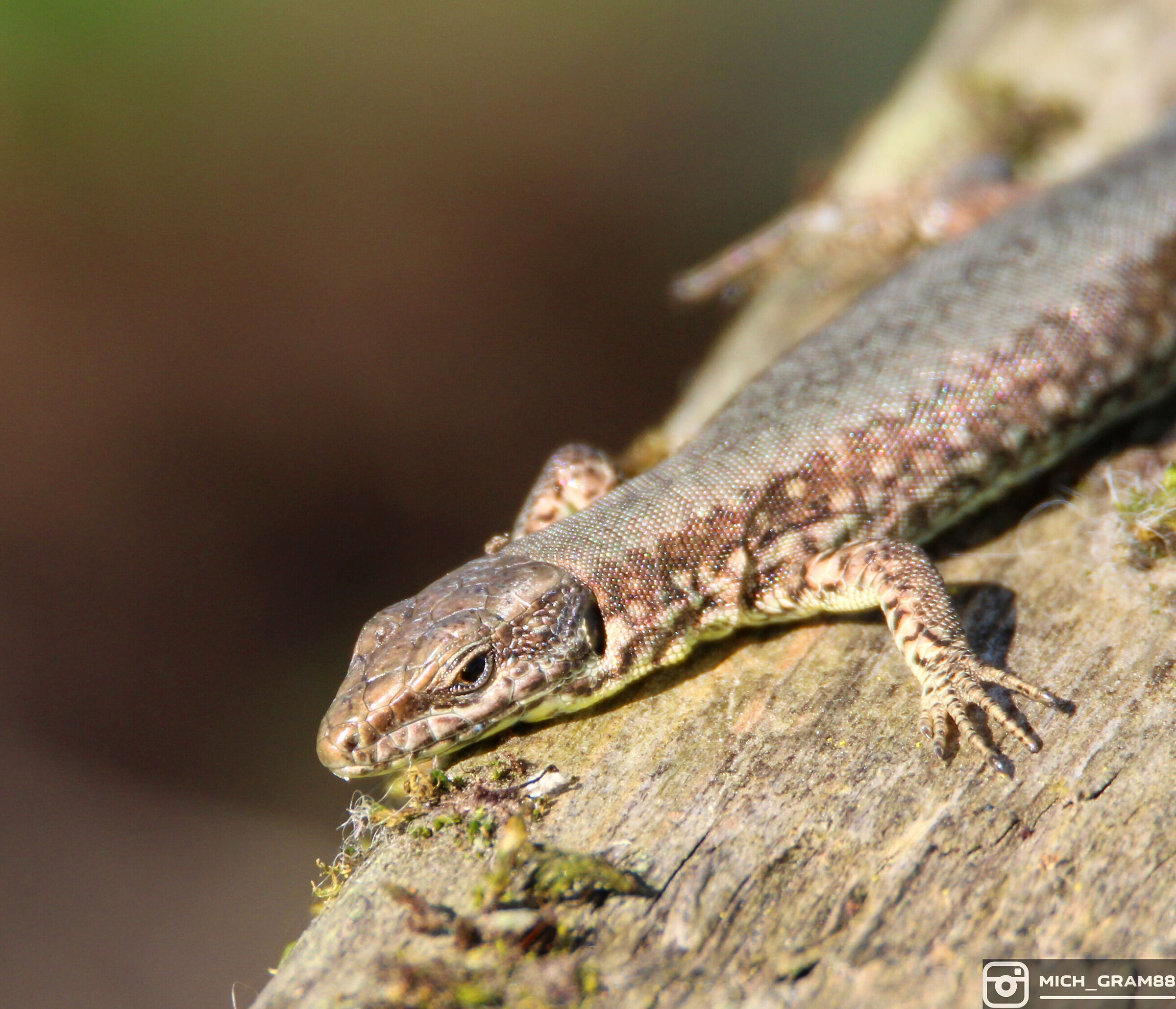 Lizard