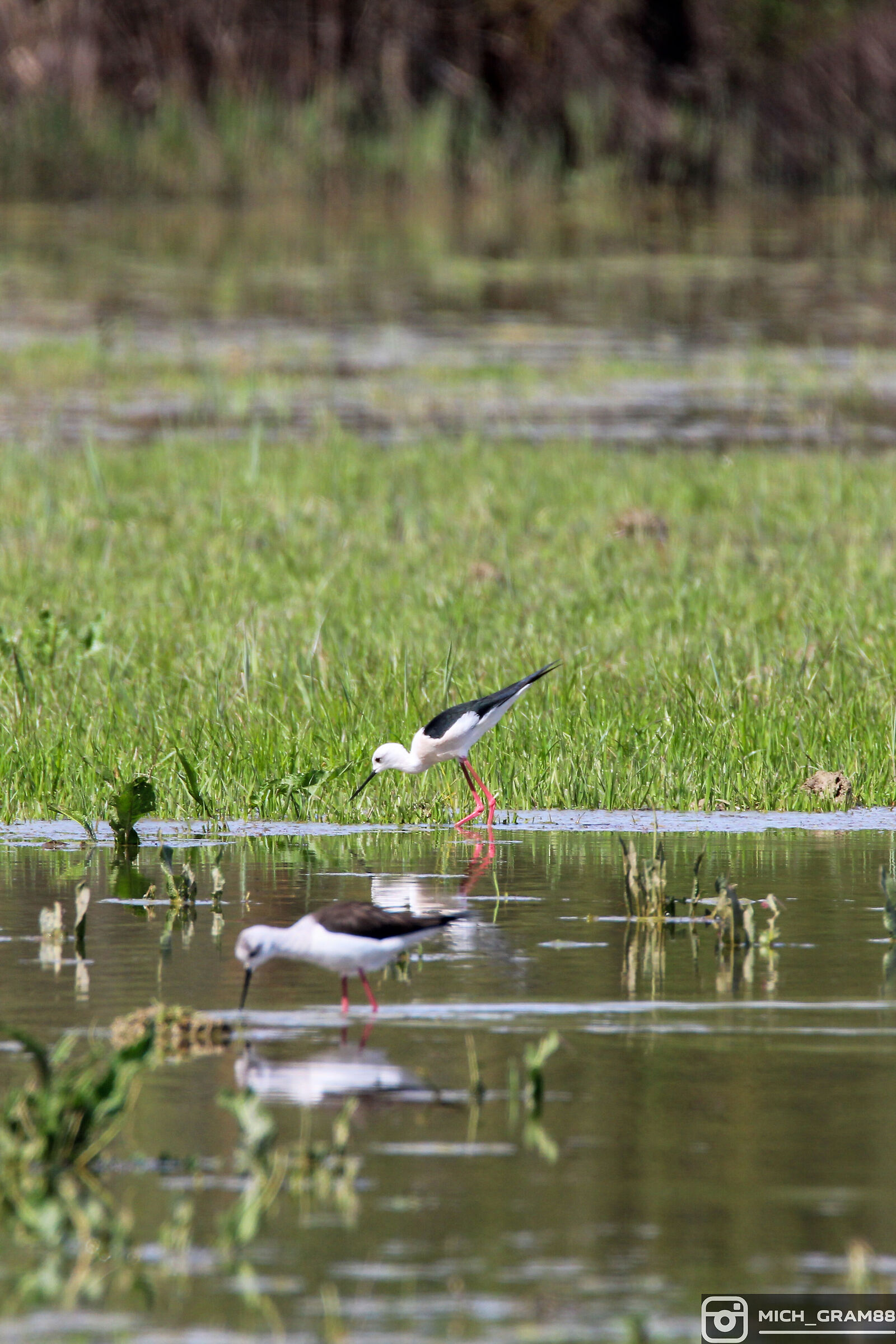 Black-winged Stilt