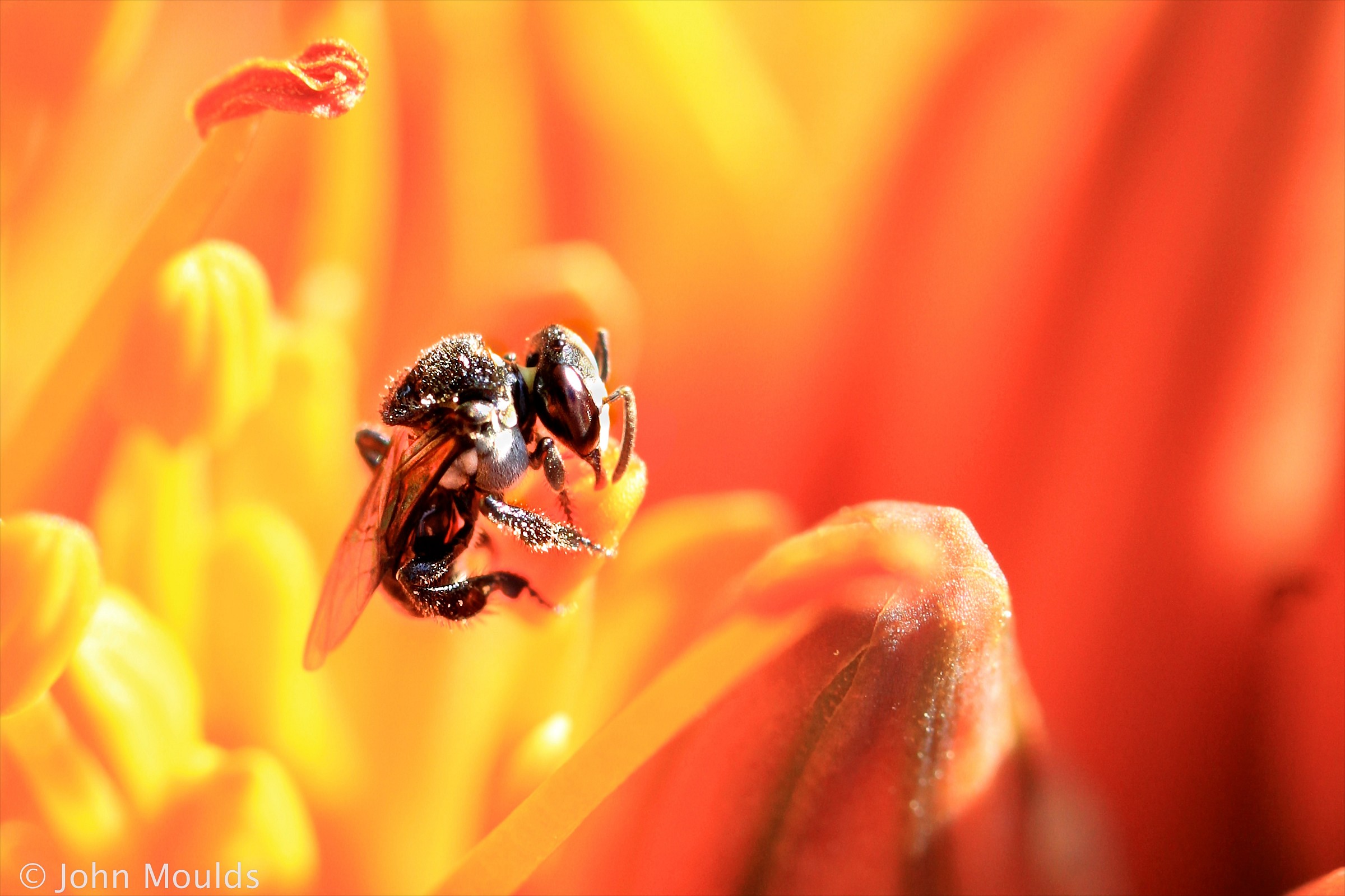 Api senza pungiglione