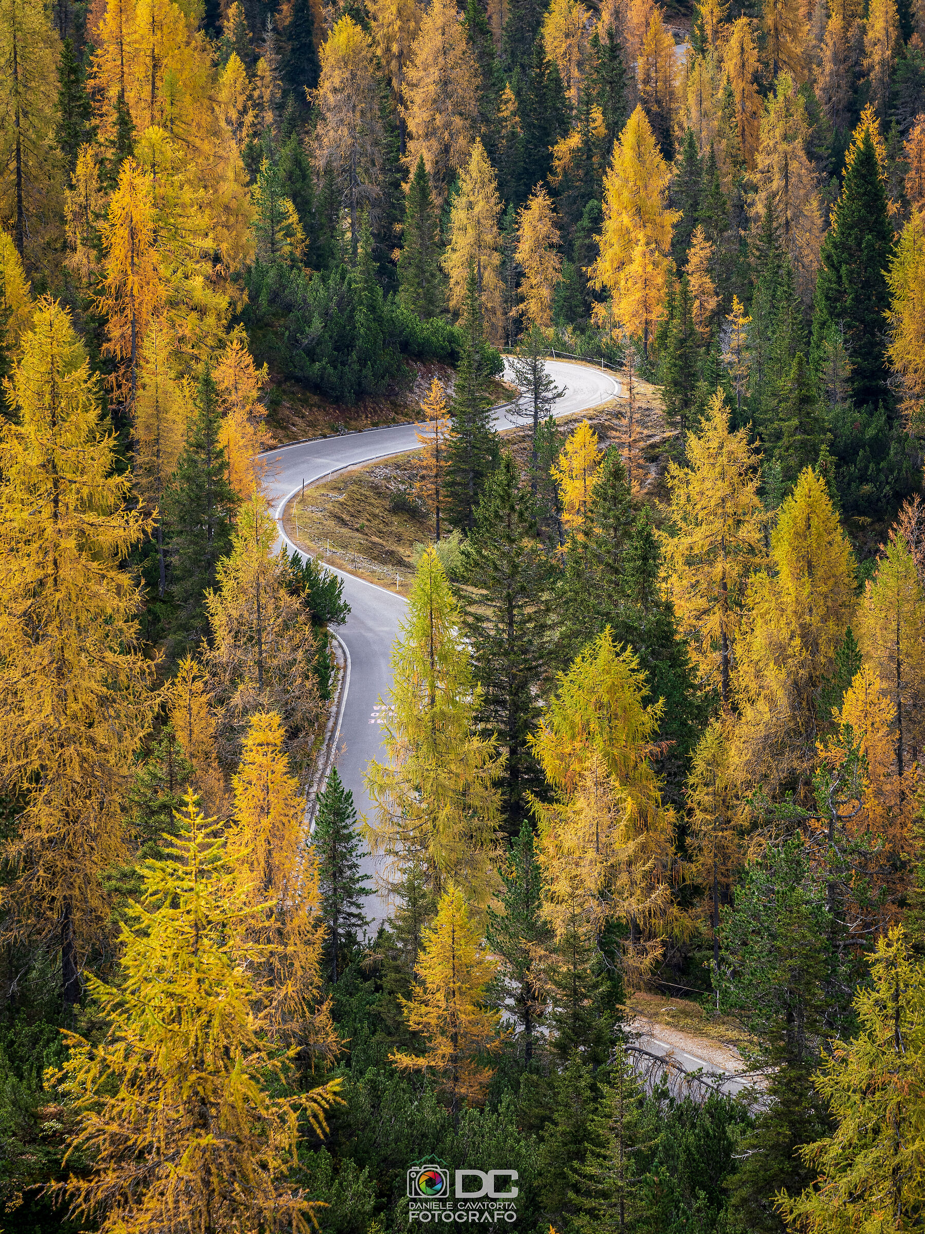 Autumn Snake