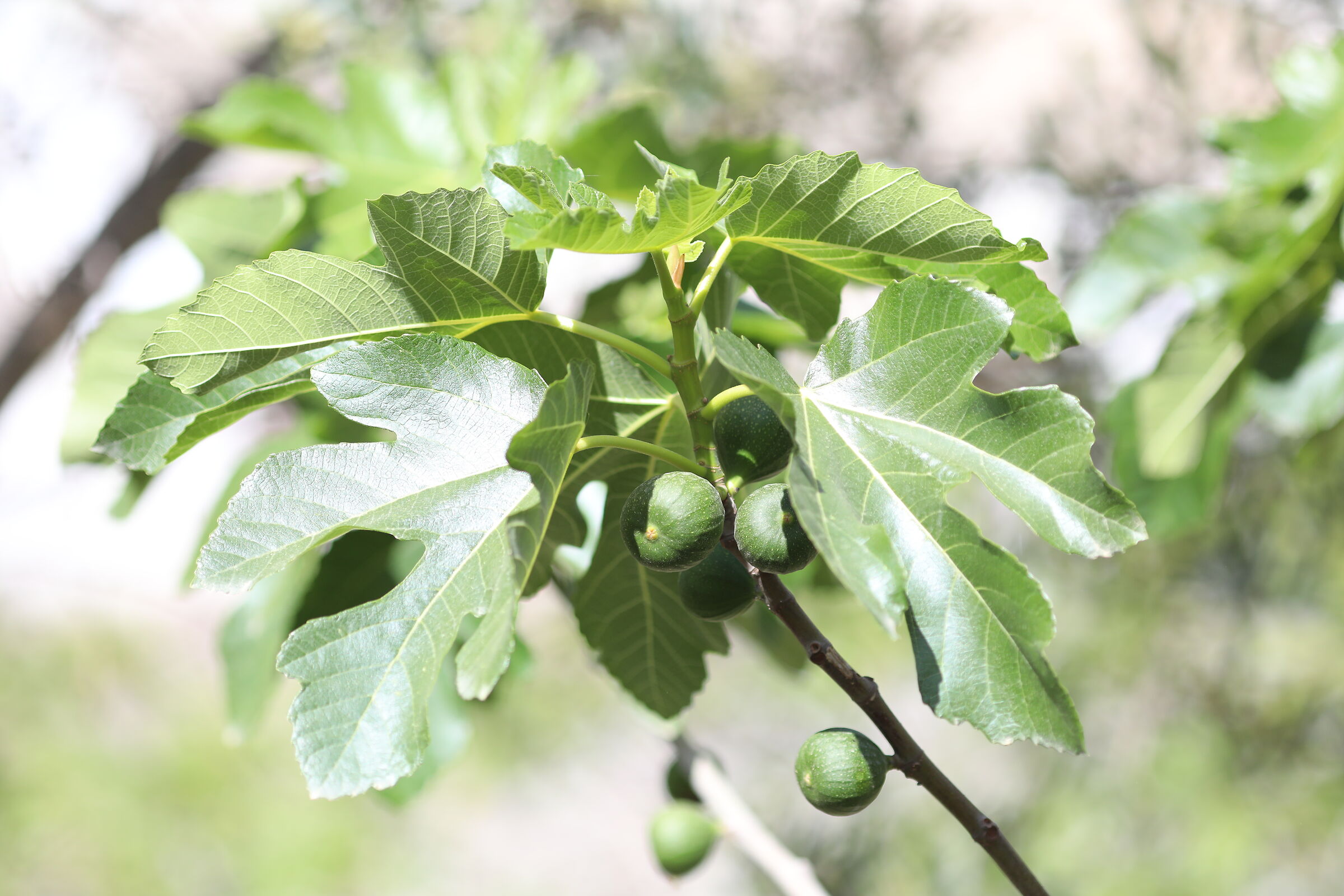 " Crop 189 " Canon 5 D IV, 135 F. 2 L Usm+ TC 1.4x...