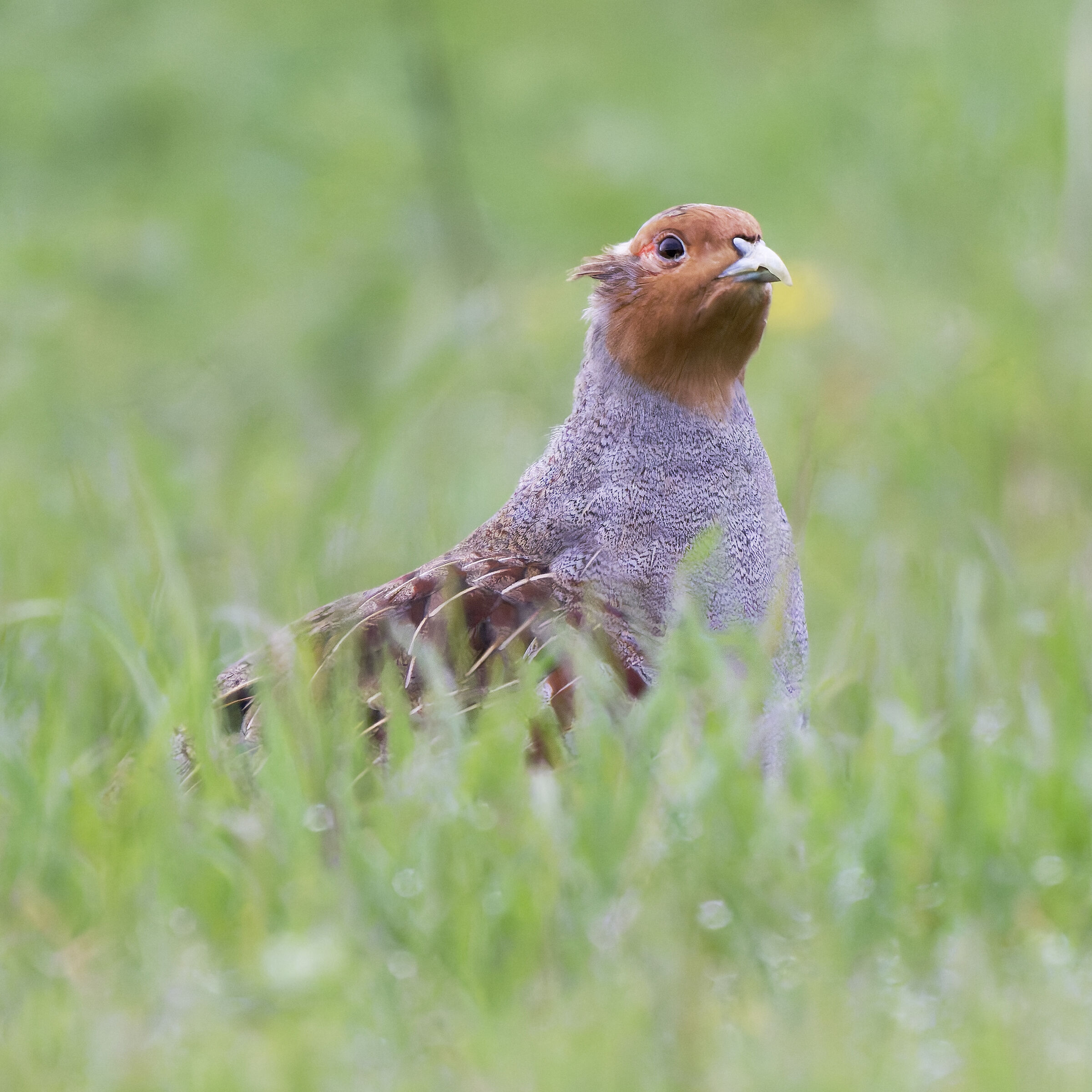 Partridge