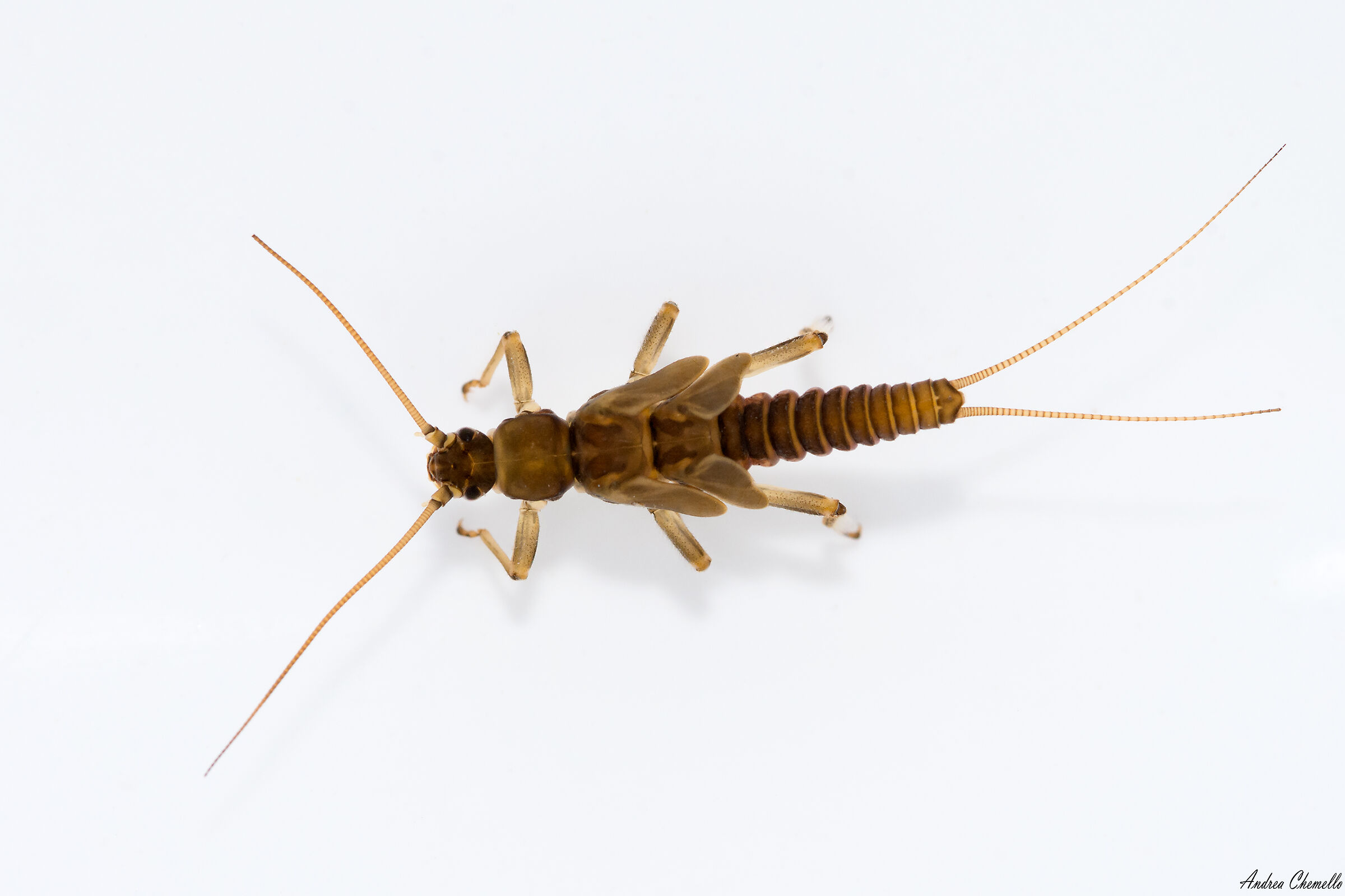 Ninfa di Brachyptera sp.