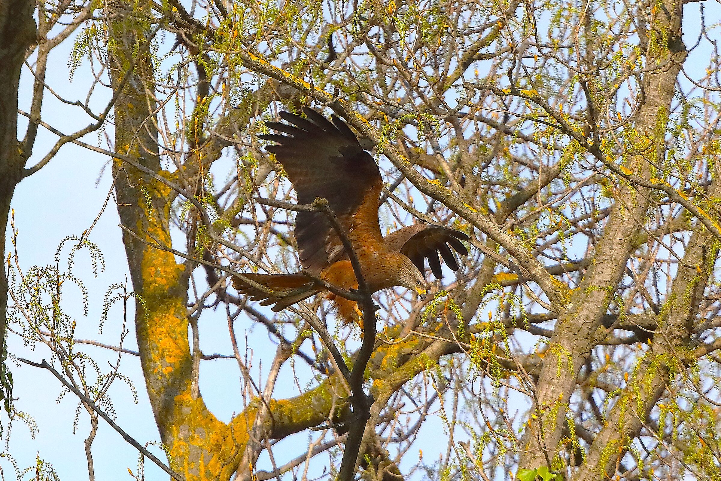 Nibbio bruno 29 marzo 2025 - 0225