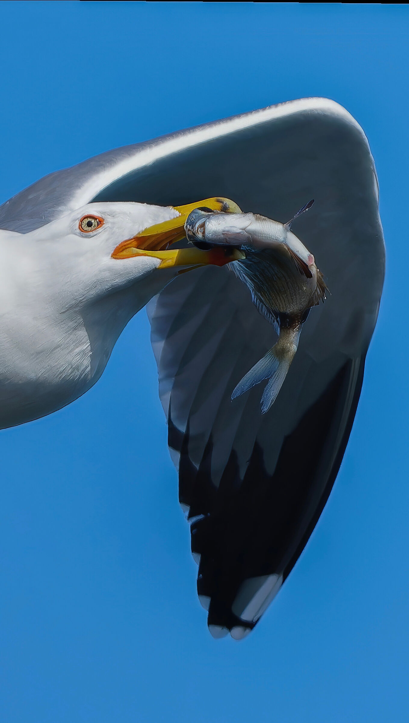 Herring gull