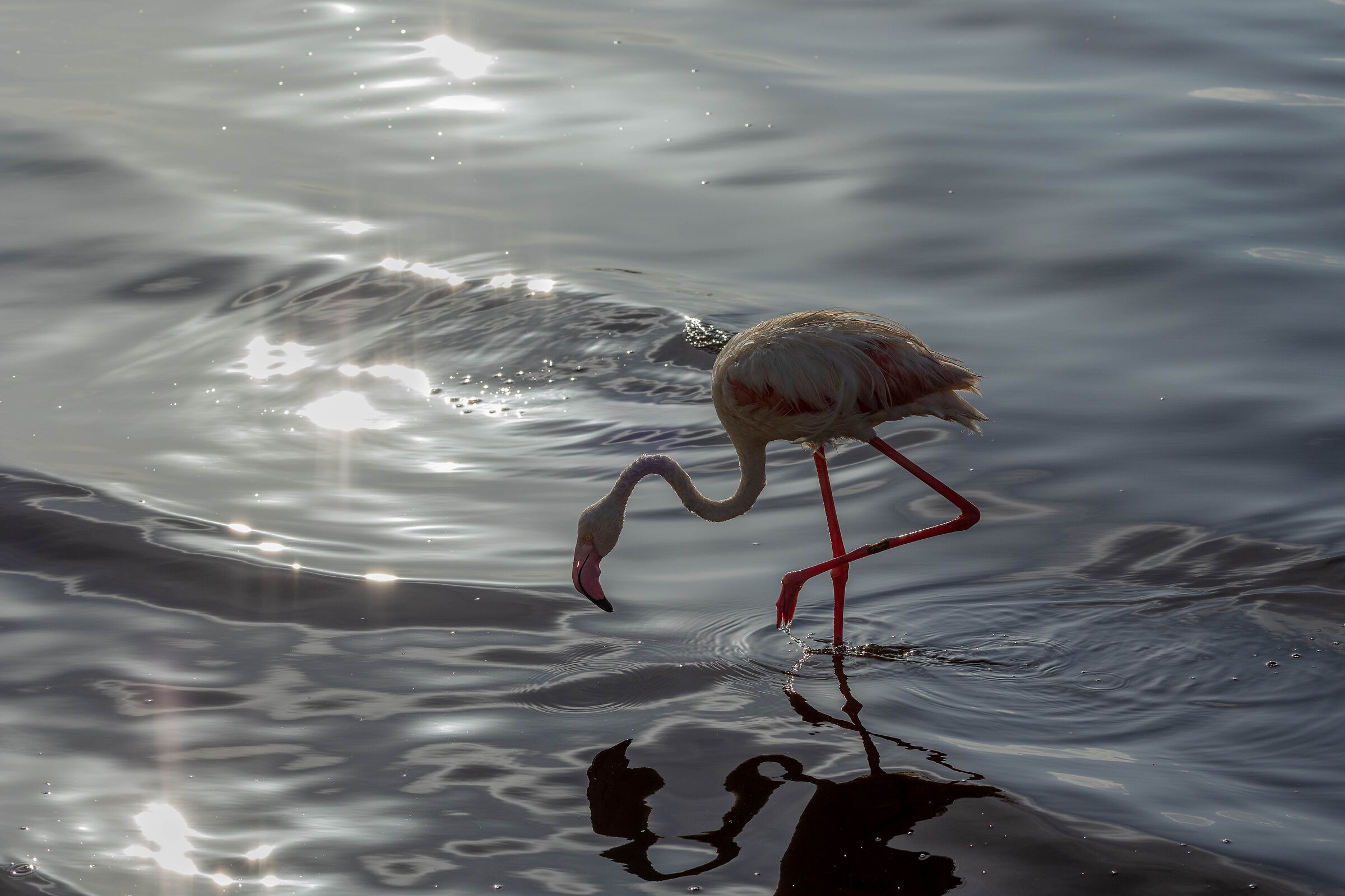 Ultime luci sul lago Ndutu