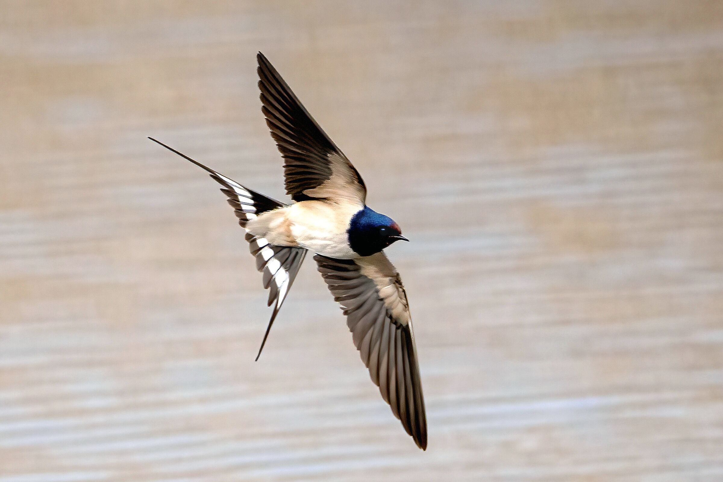 Rondine comune (Hirundo rustica)