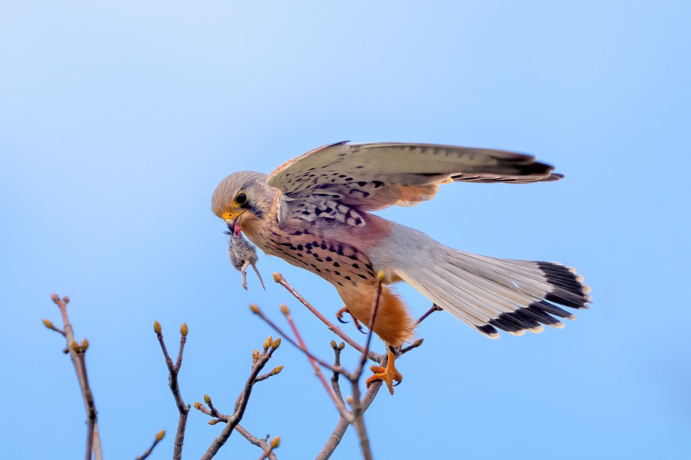 Gheppio (Falco tinnunculus)