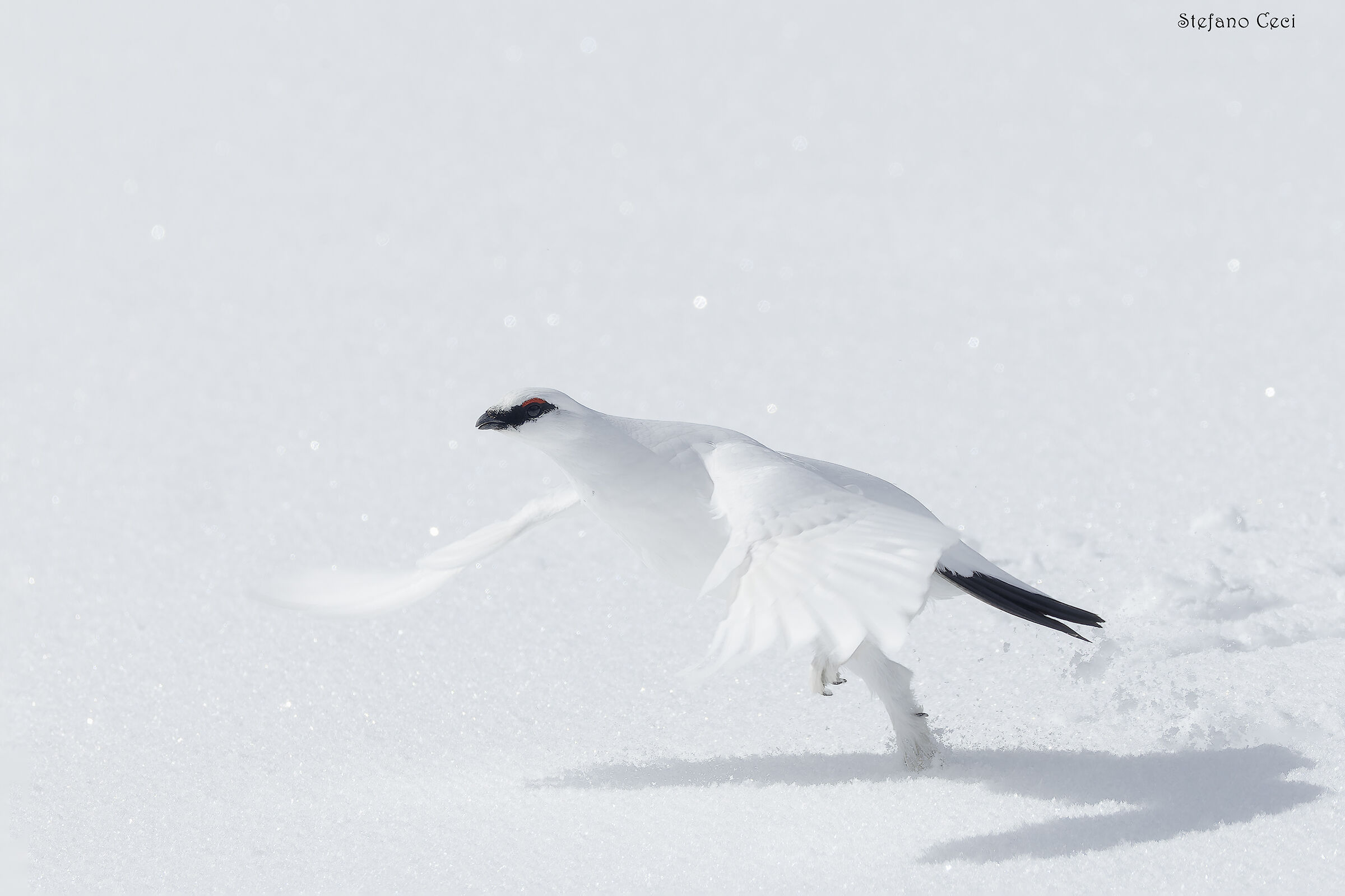 Ptarmigan
