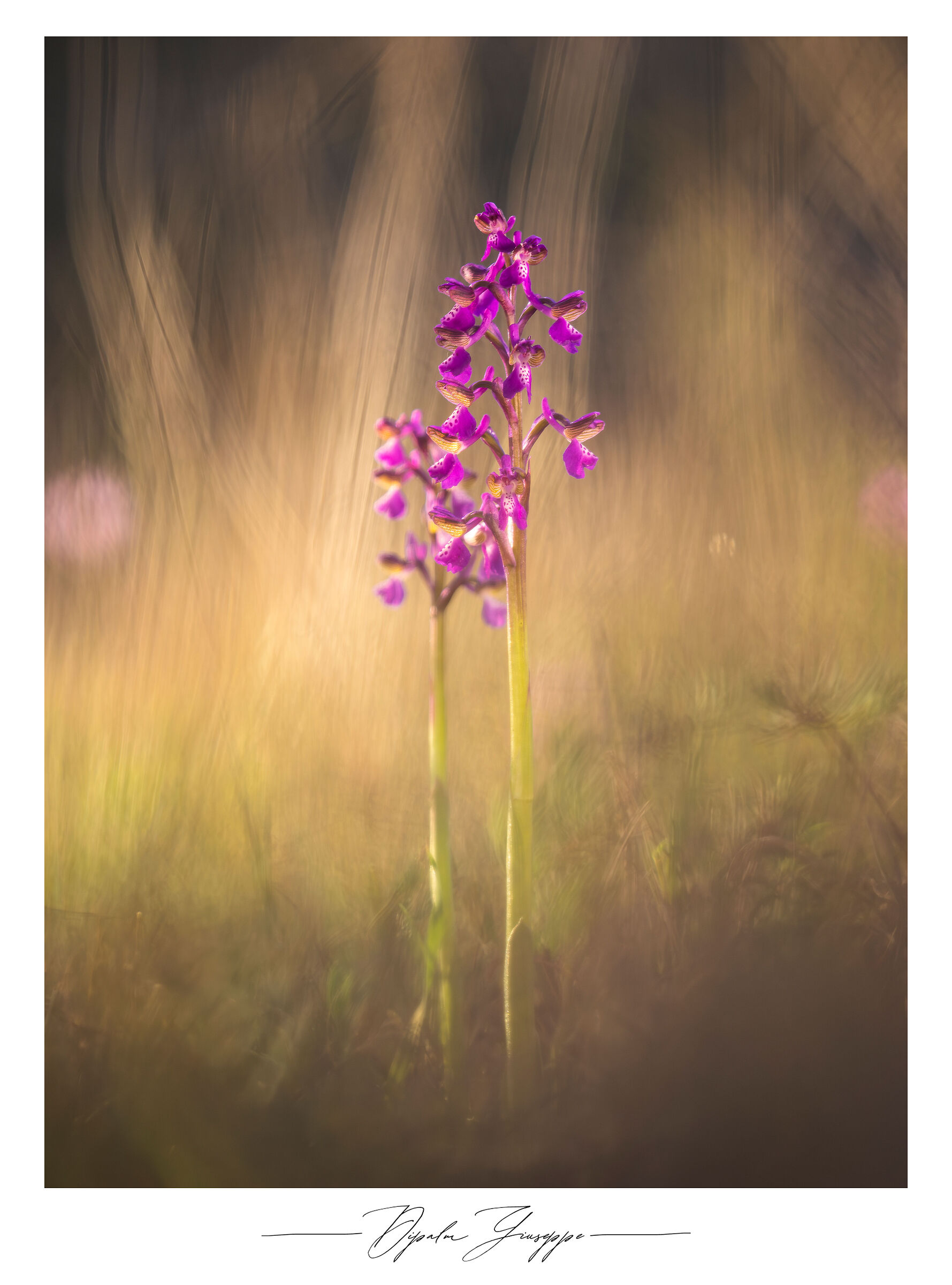 Anacamptis morio 2