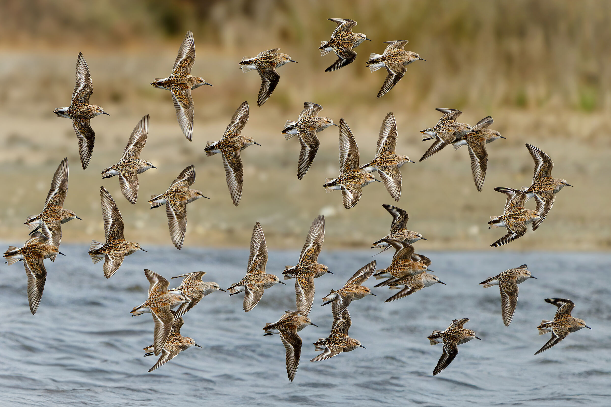 Stalks in spring migration