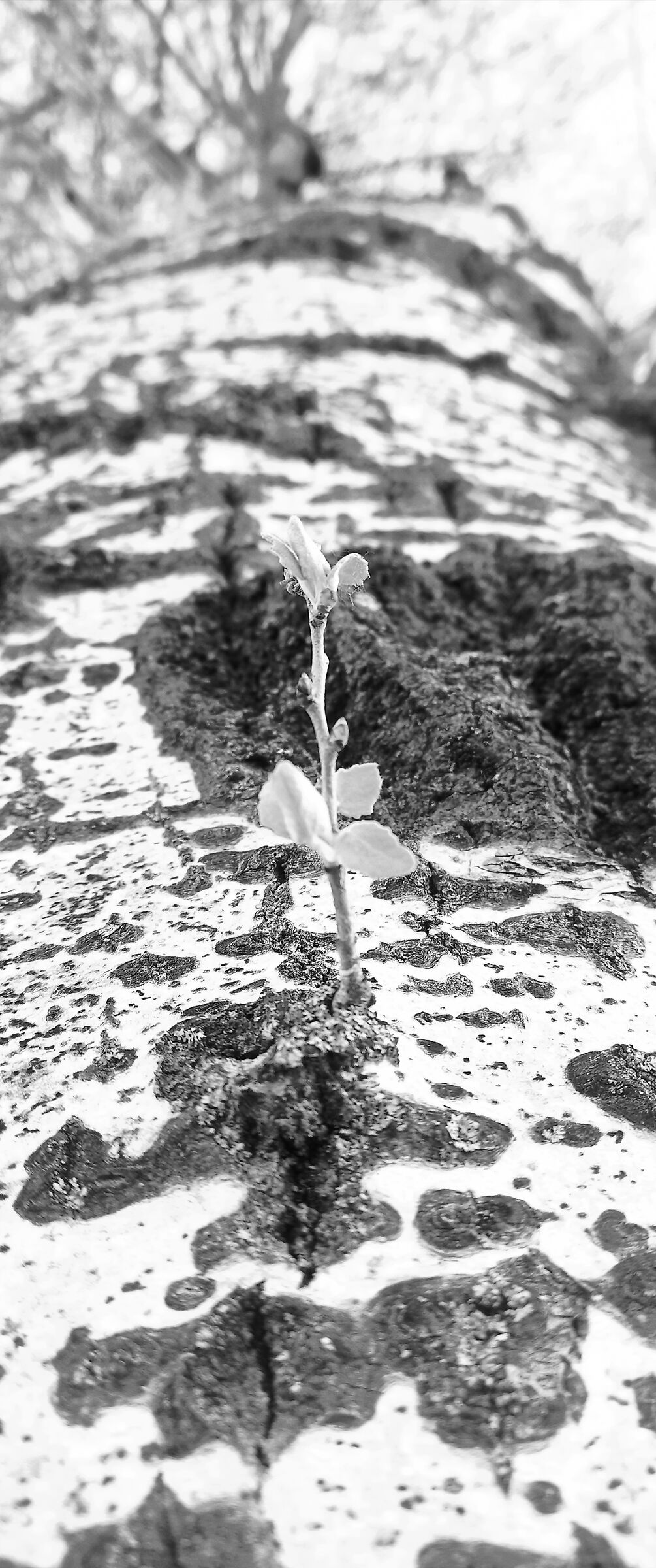 Ramore di mamma (Sono piccolo ma cresco)