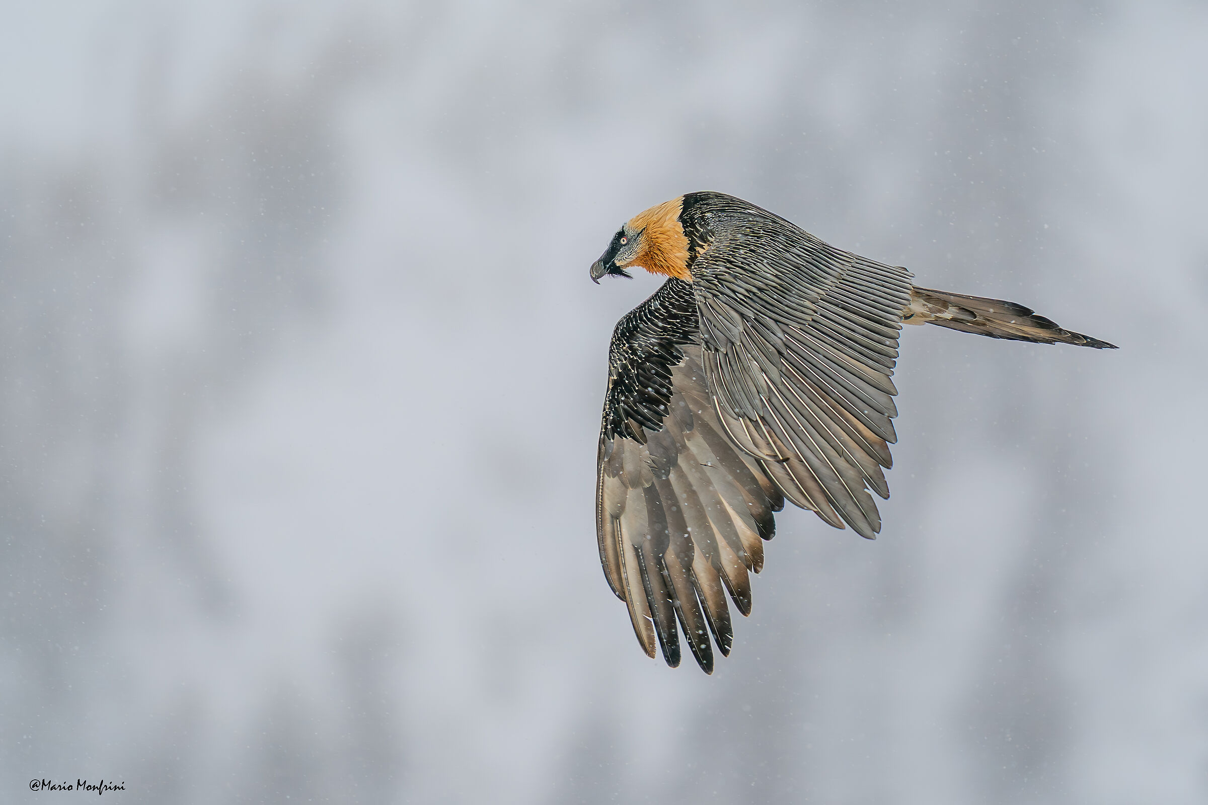 "Potenza ed eleganza"
