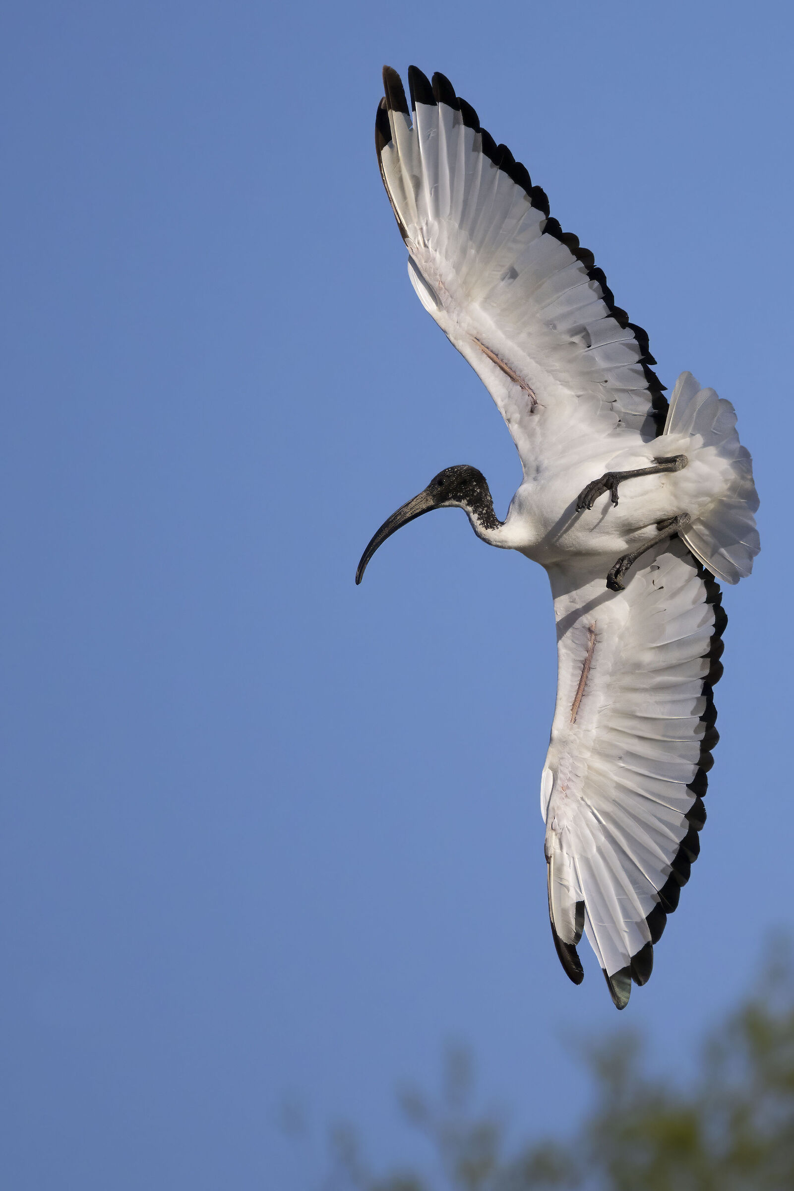 Sacred Ibis