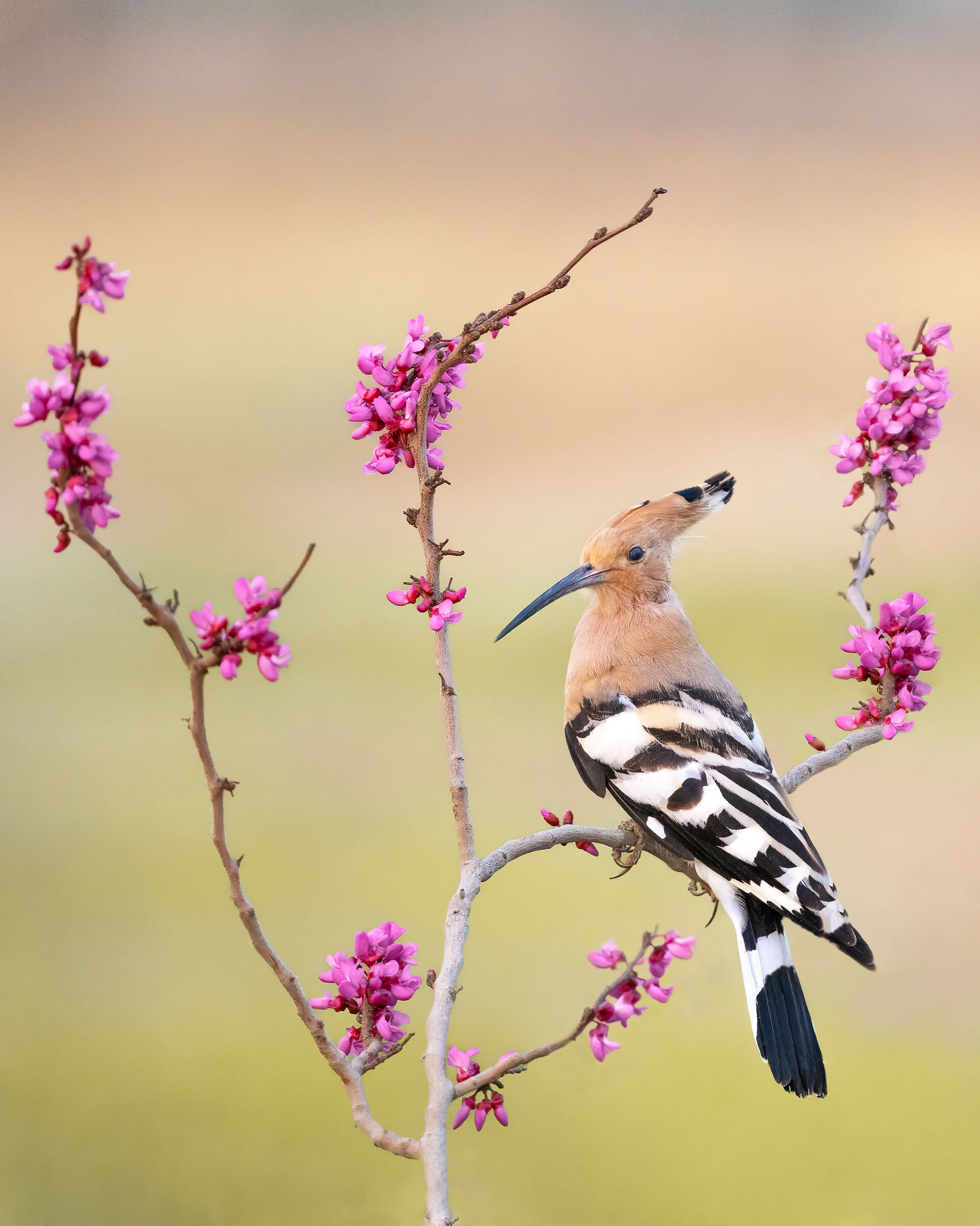 Eurasian hoopoe