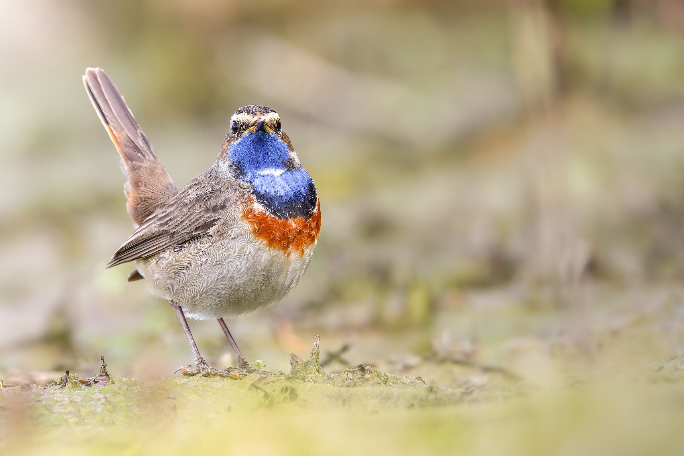 Bluethroat | Luscinia svecica (March 2025)