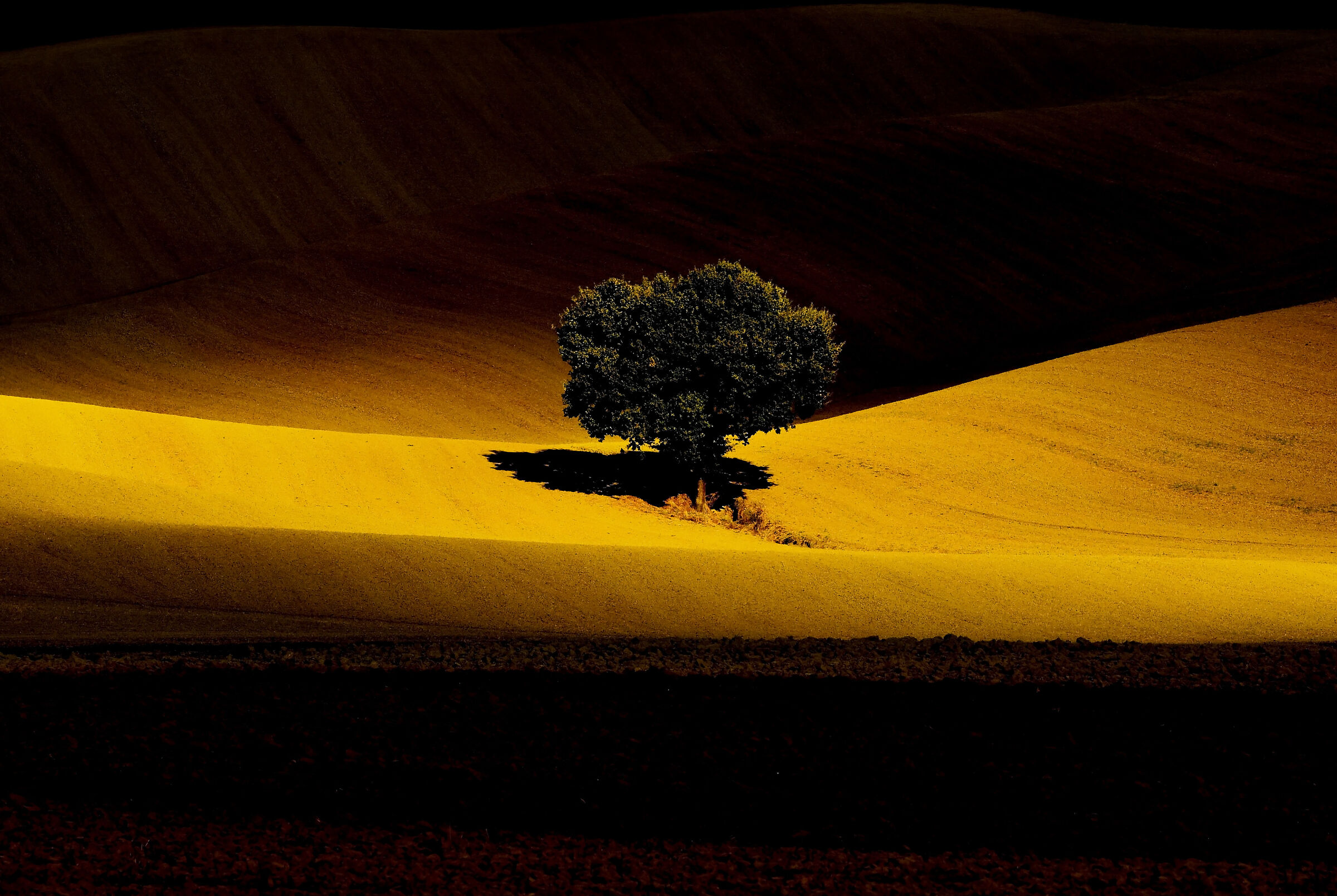 the lonely tree...