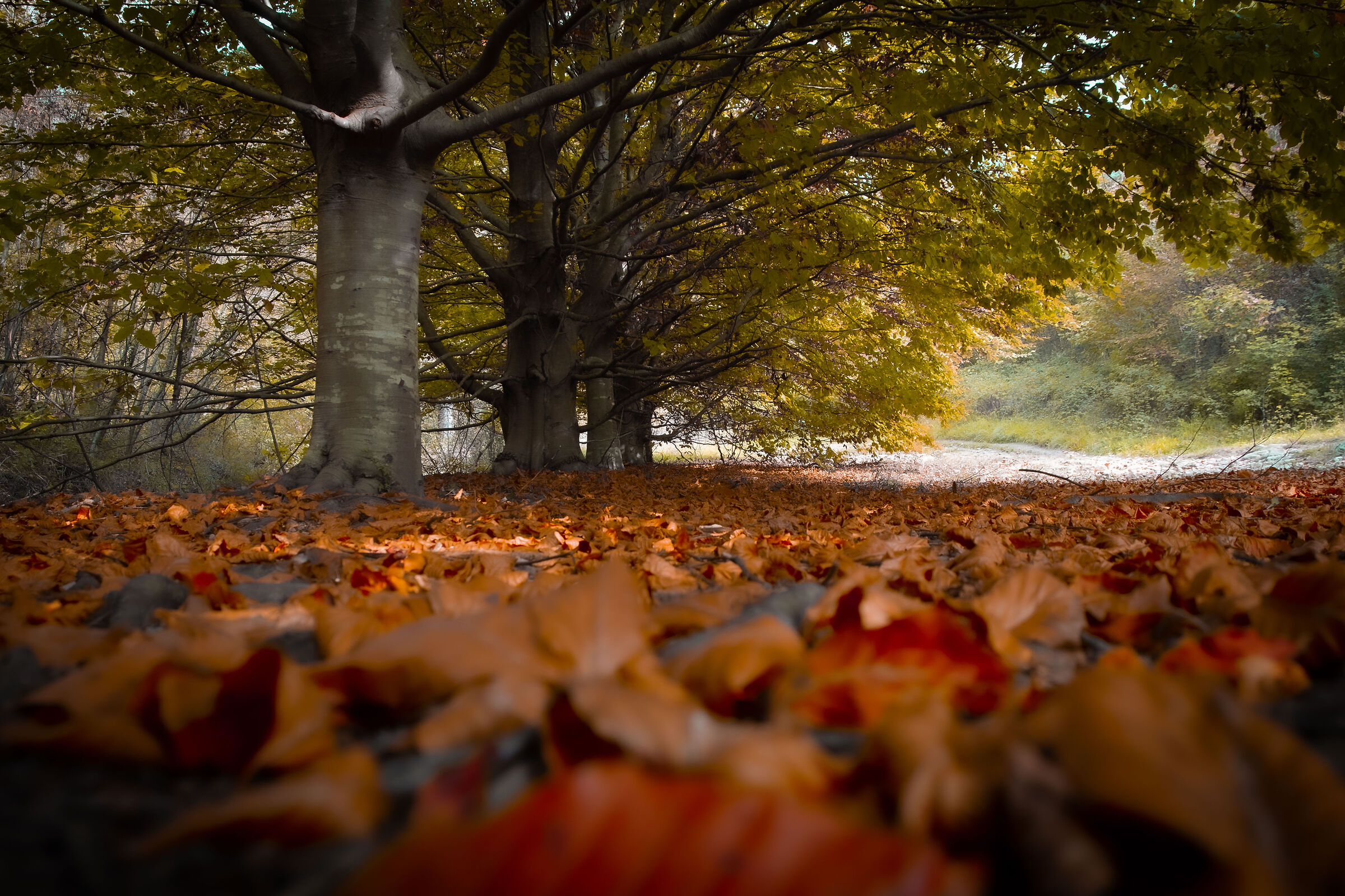 The forest