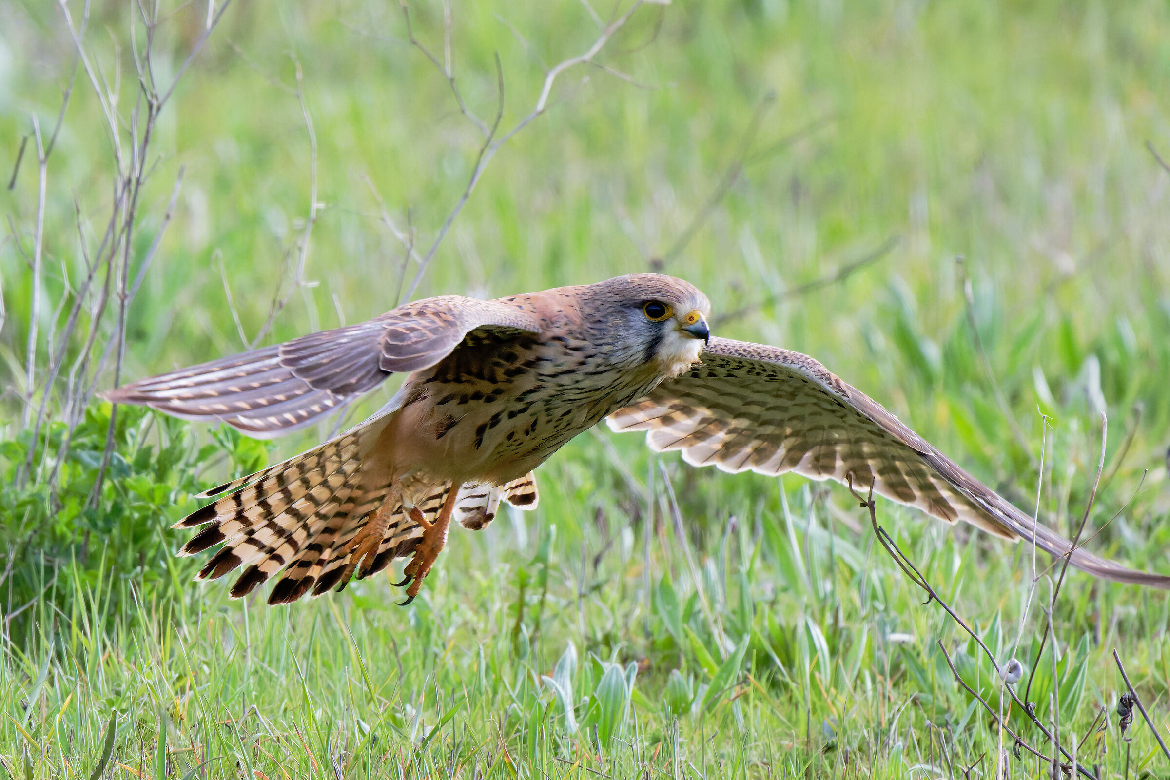 Kestrel