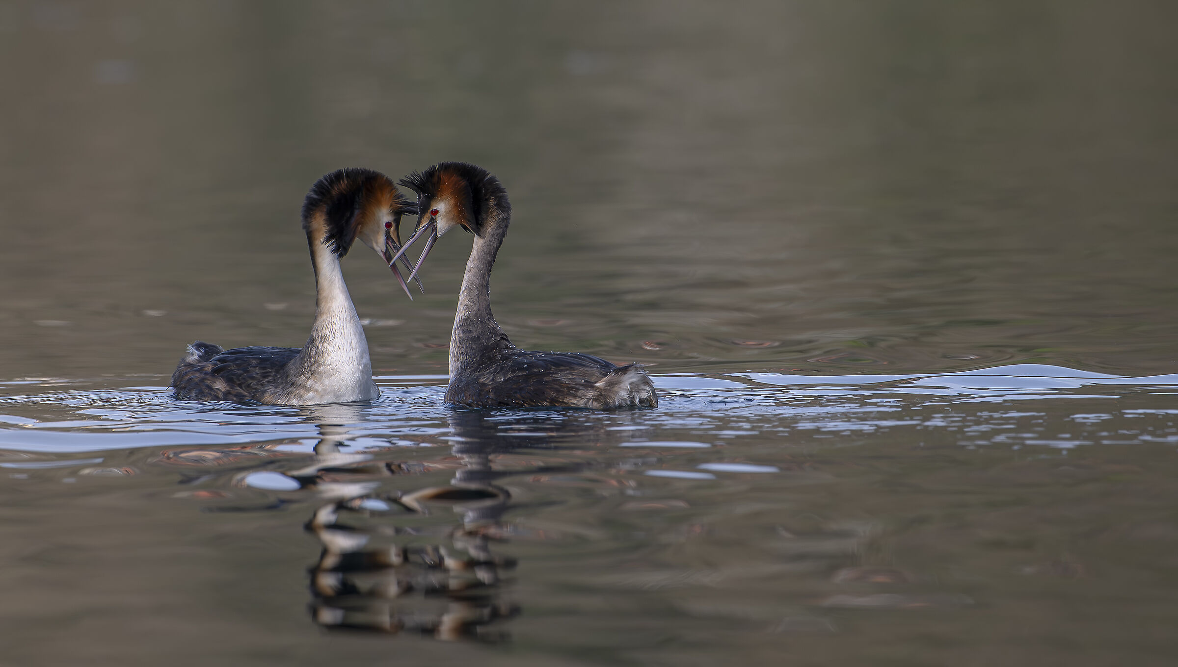 Grebes