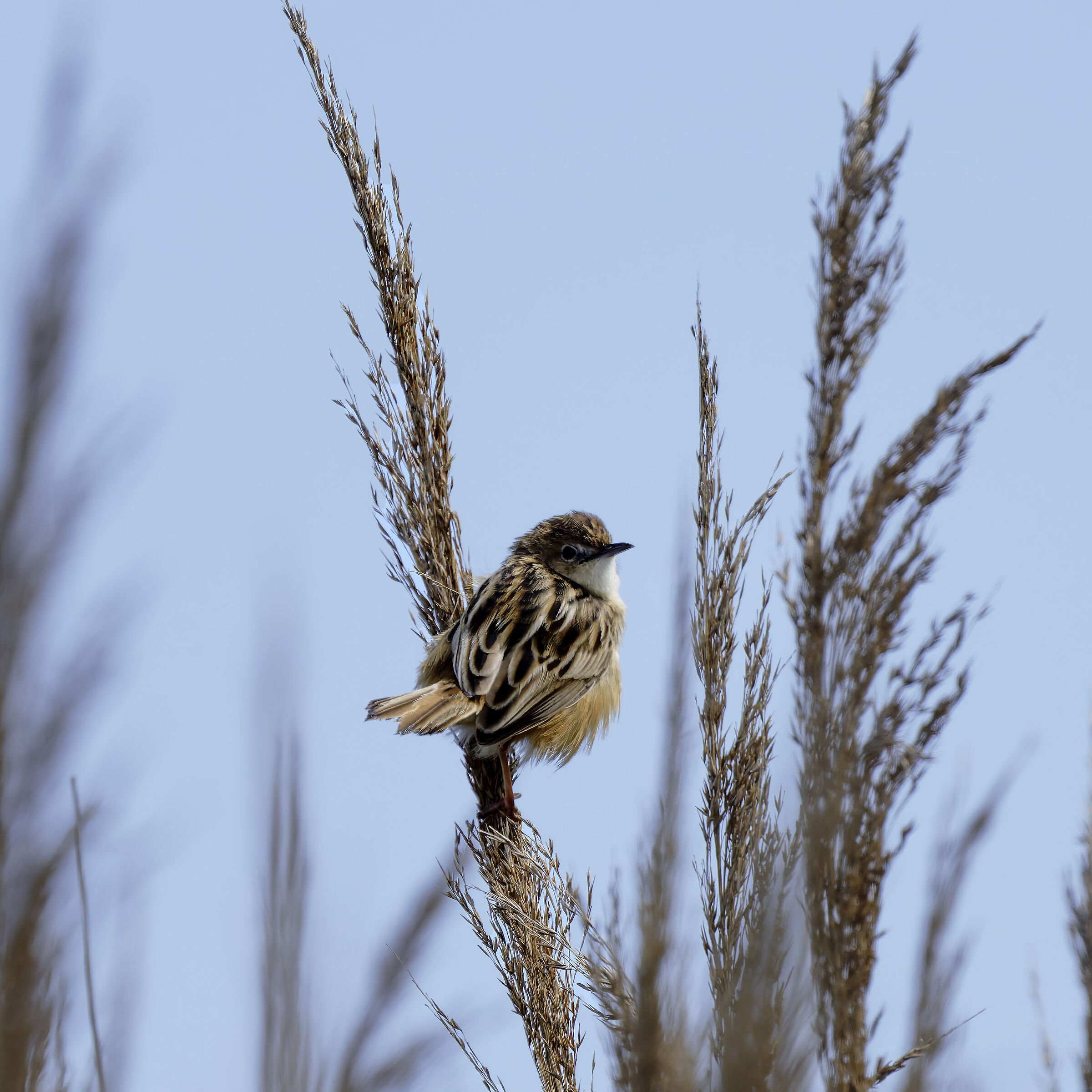 Snipe