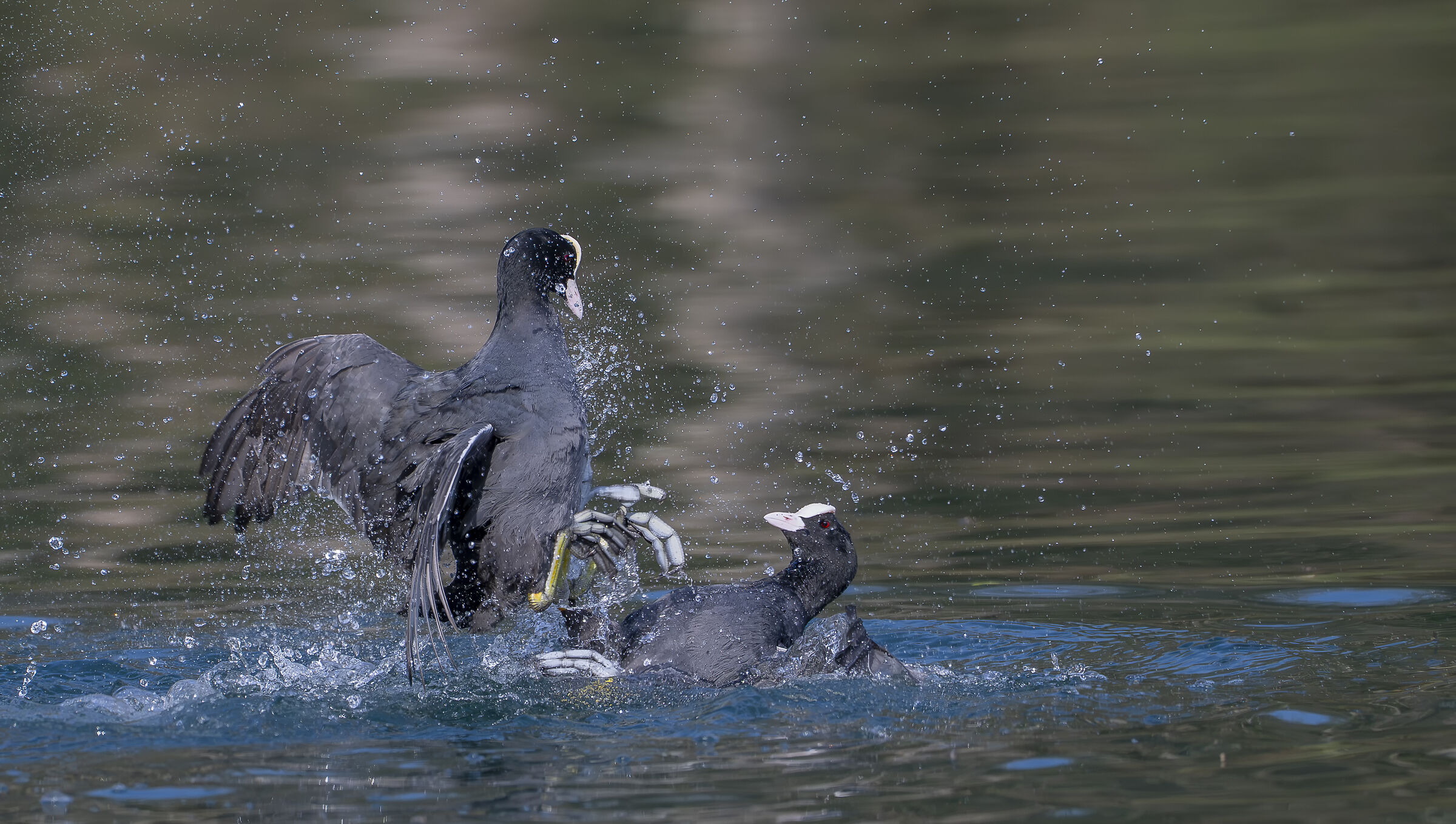 Coots