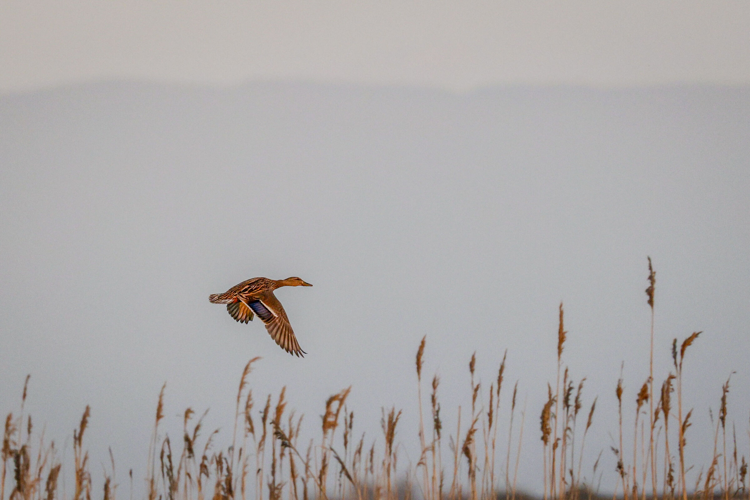 Escape at sunset