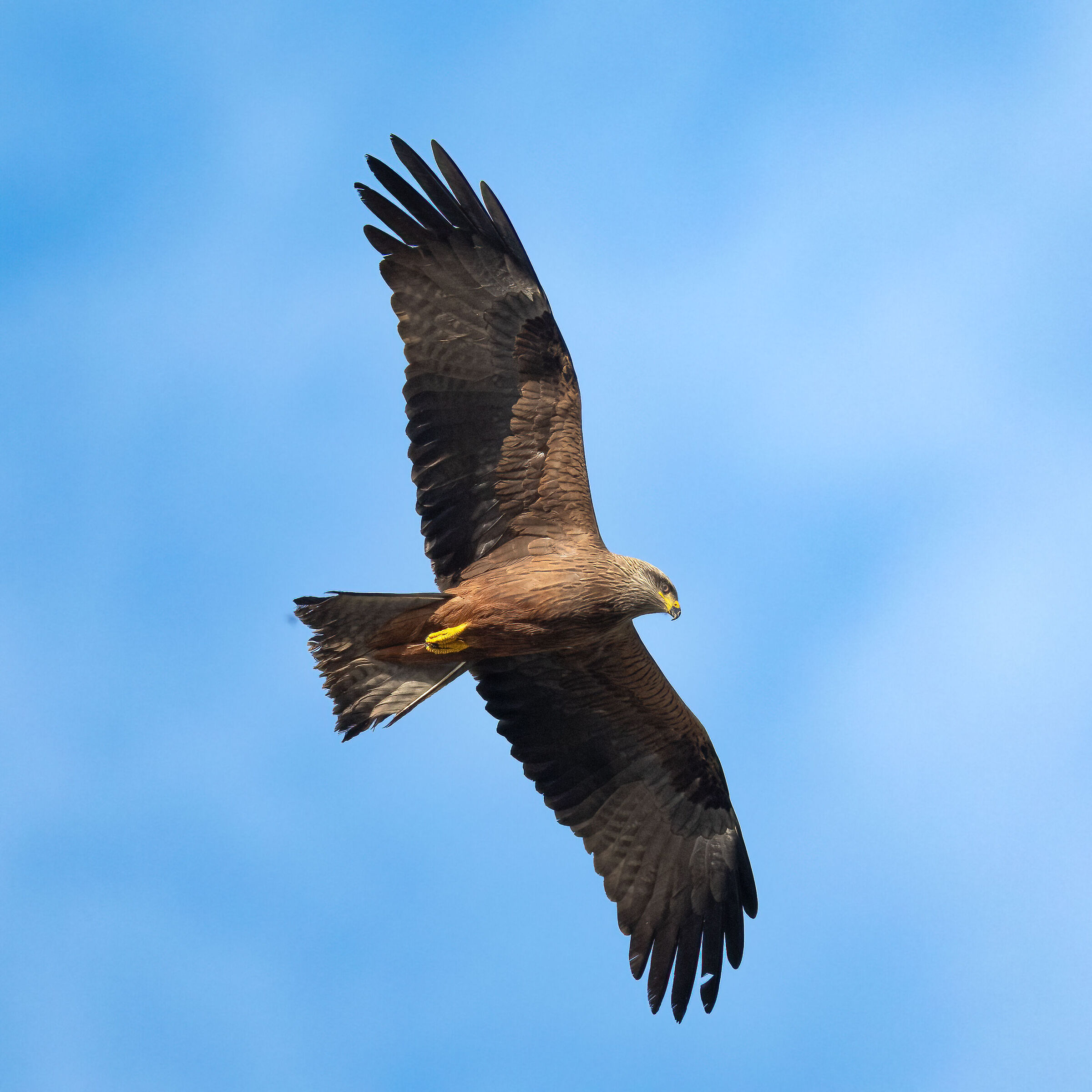 Black kite