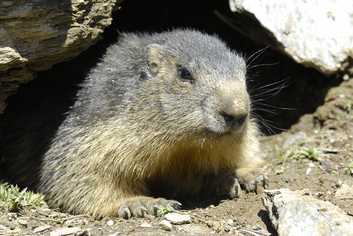 marmot