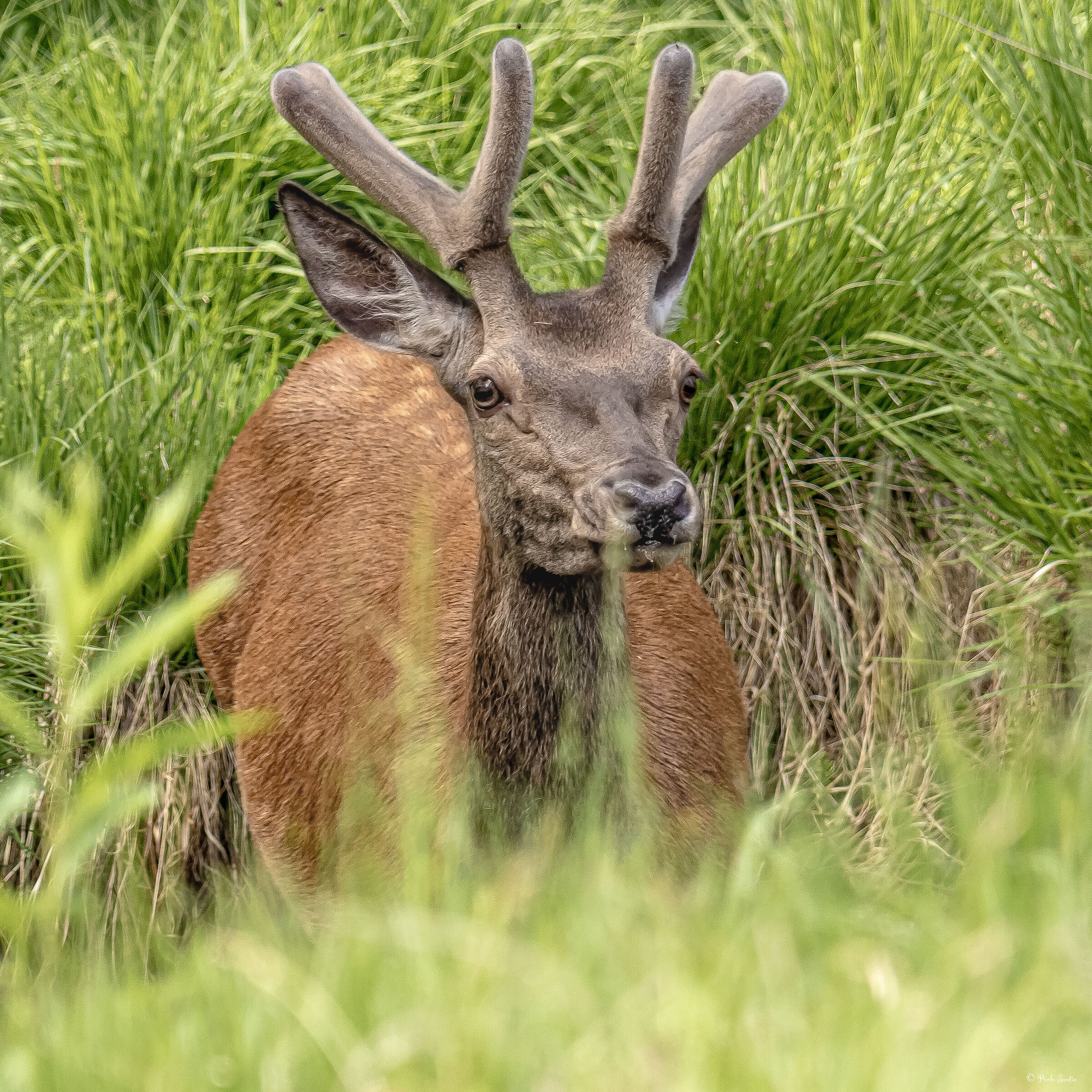 Red deer in June