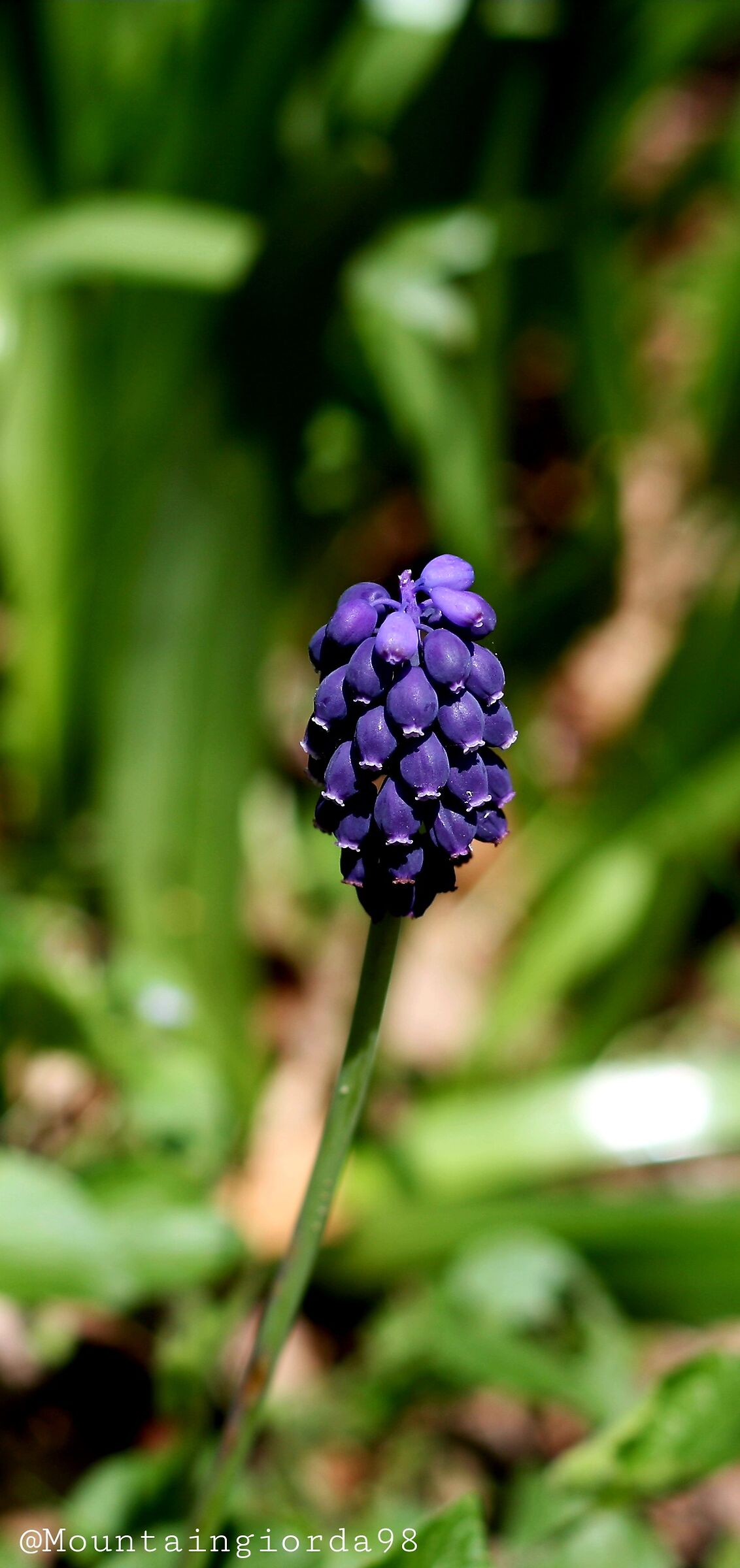 muscari - giacinto a grappolo