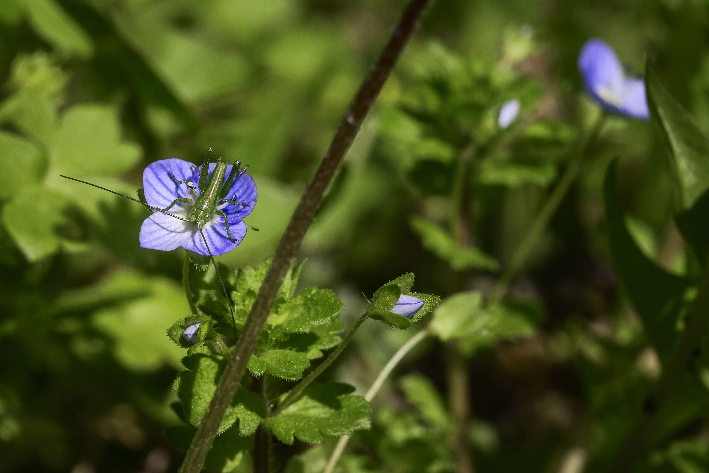 Eye of the Madonna with little guest