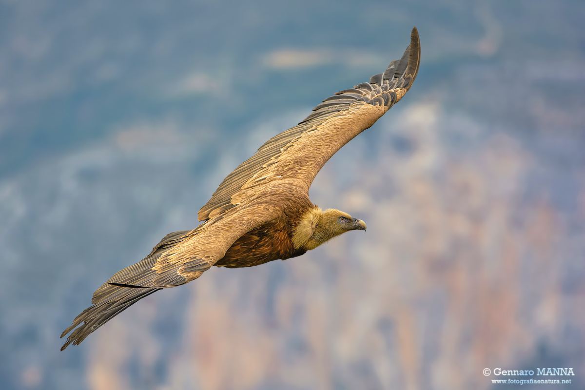 Grifone (Gyps fulvus)