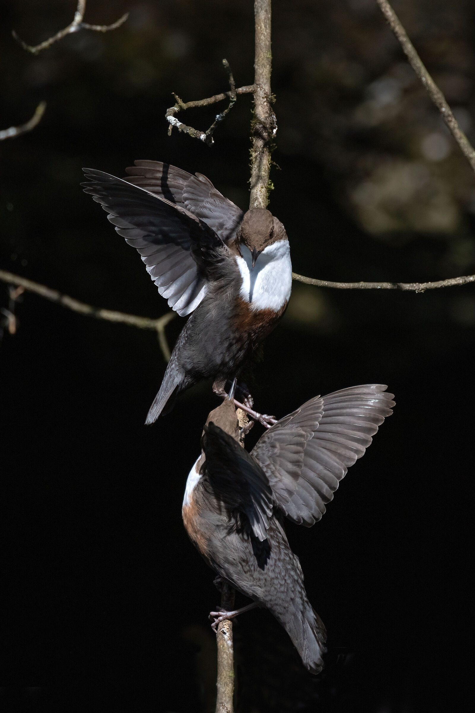 Coppia di merli acquaioli