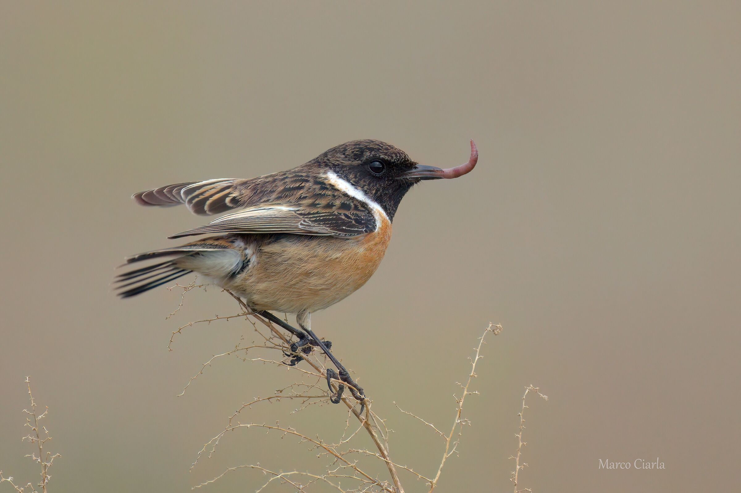 "it goes neither up nor down" Stonechatter (Saxicola rubicol...