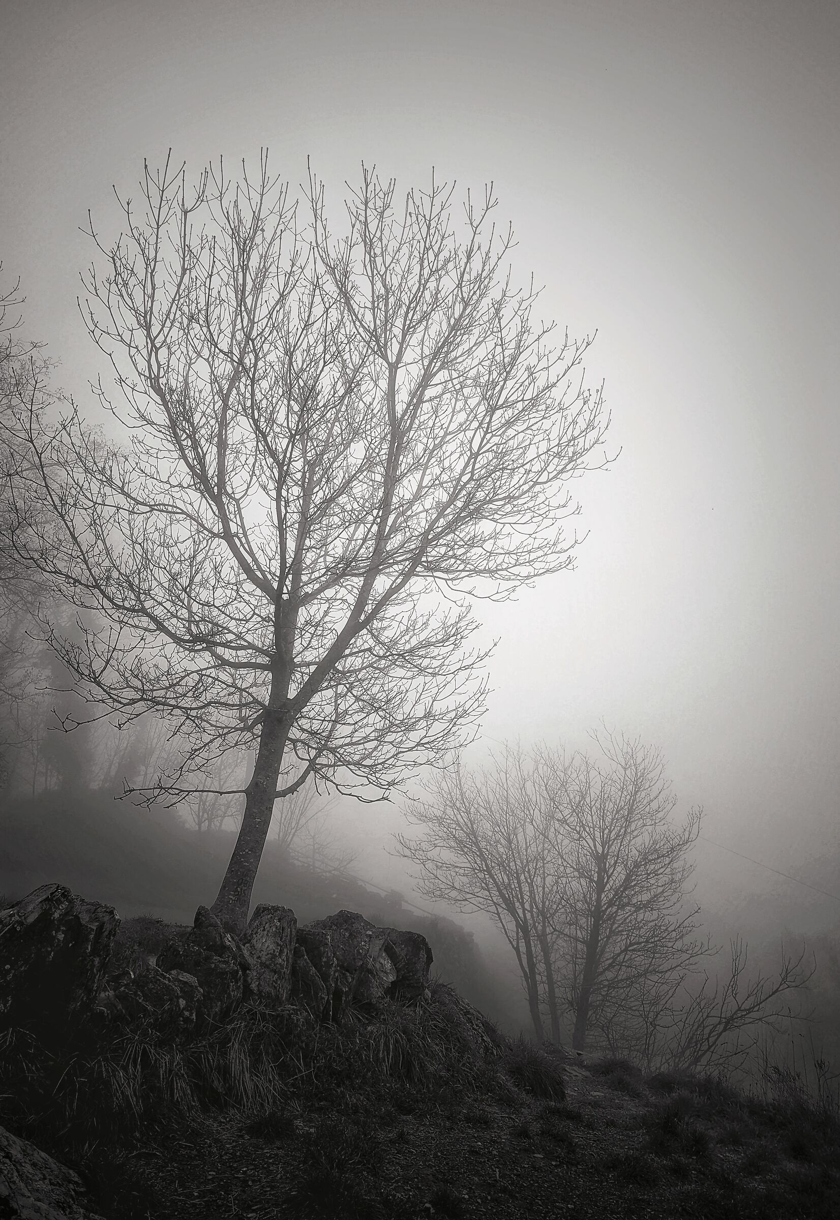 fog