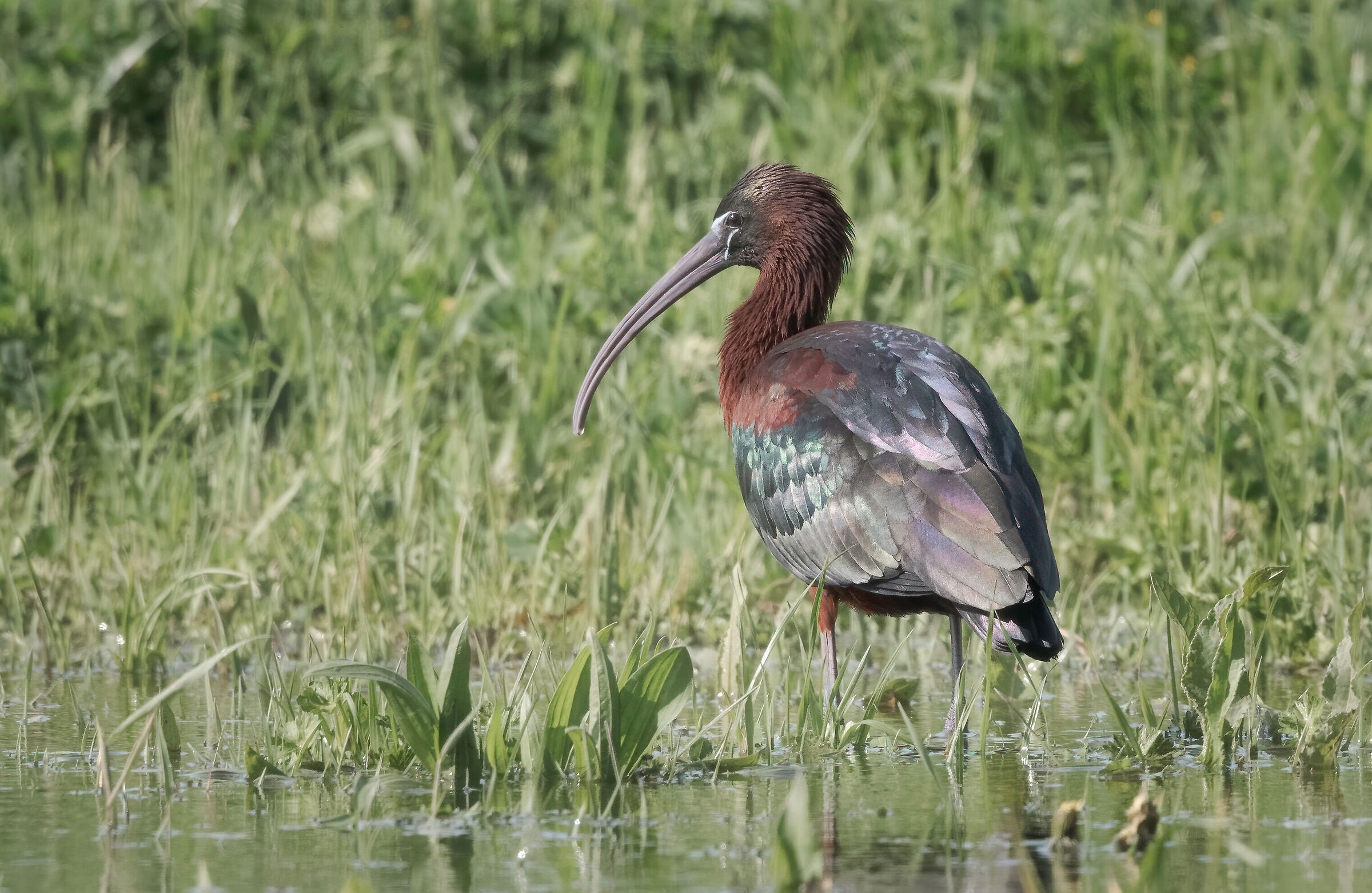 Glossy ibis