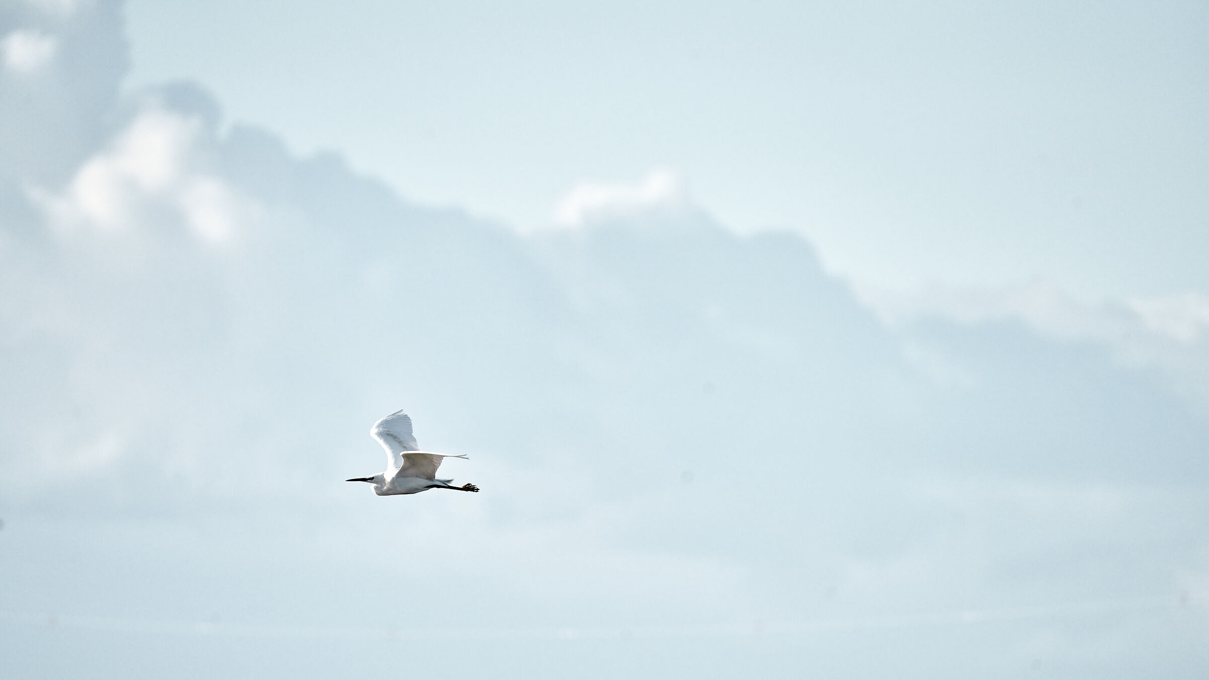 Freedom