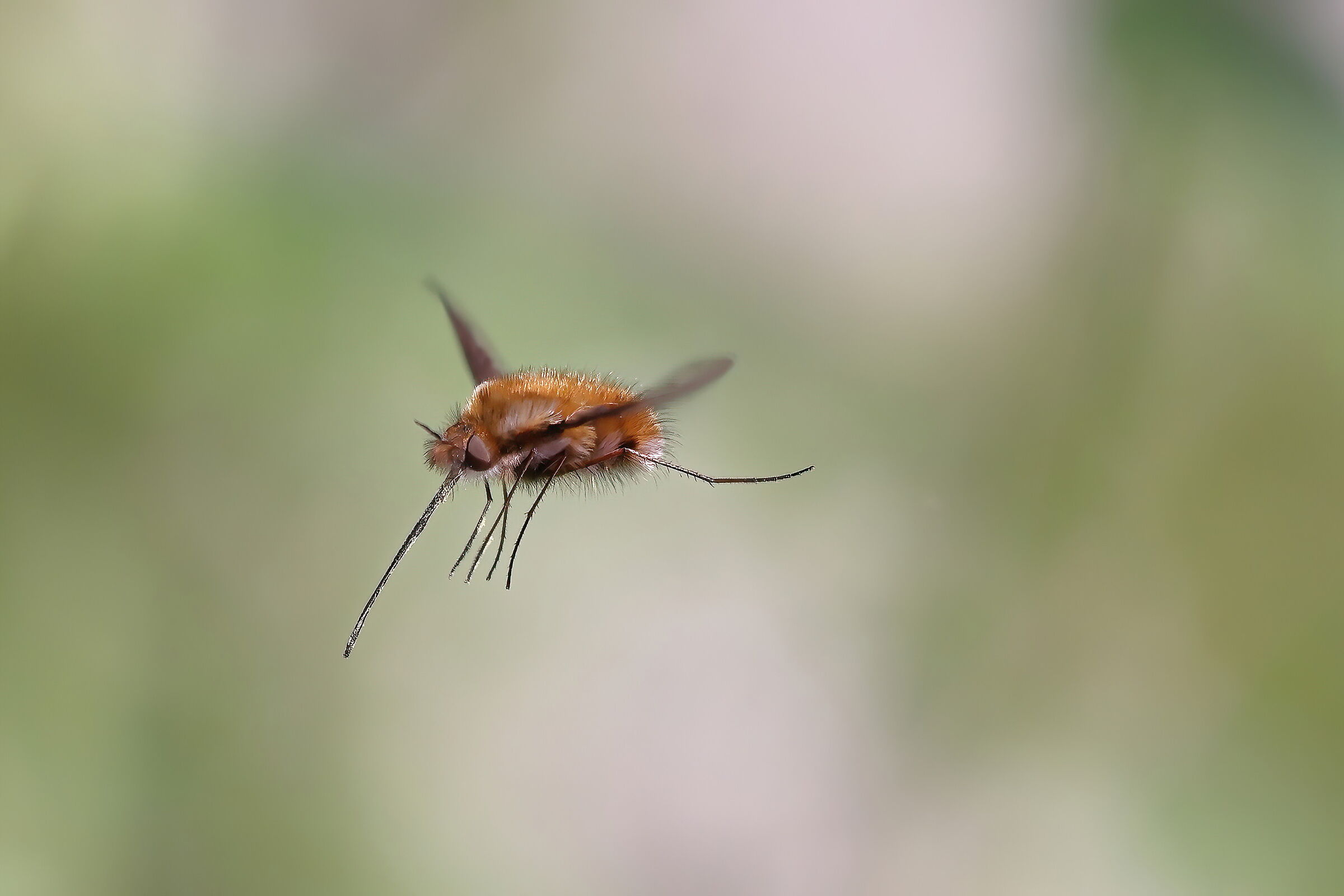 Bombyliidae