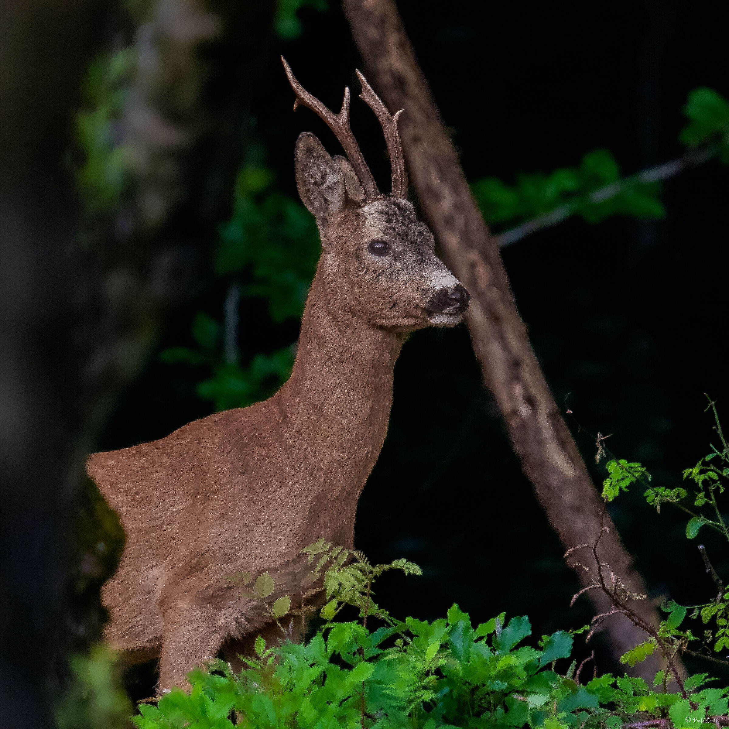 Roe deer in summer