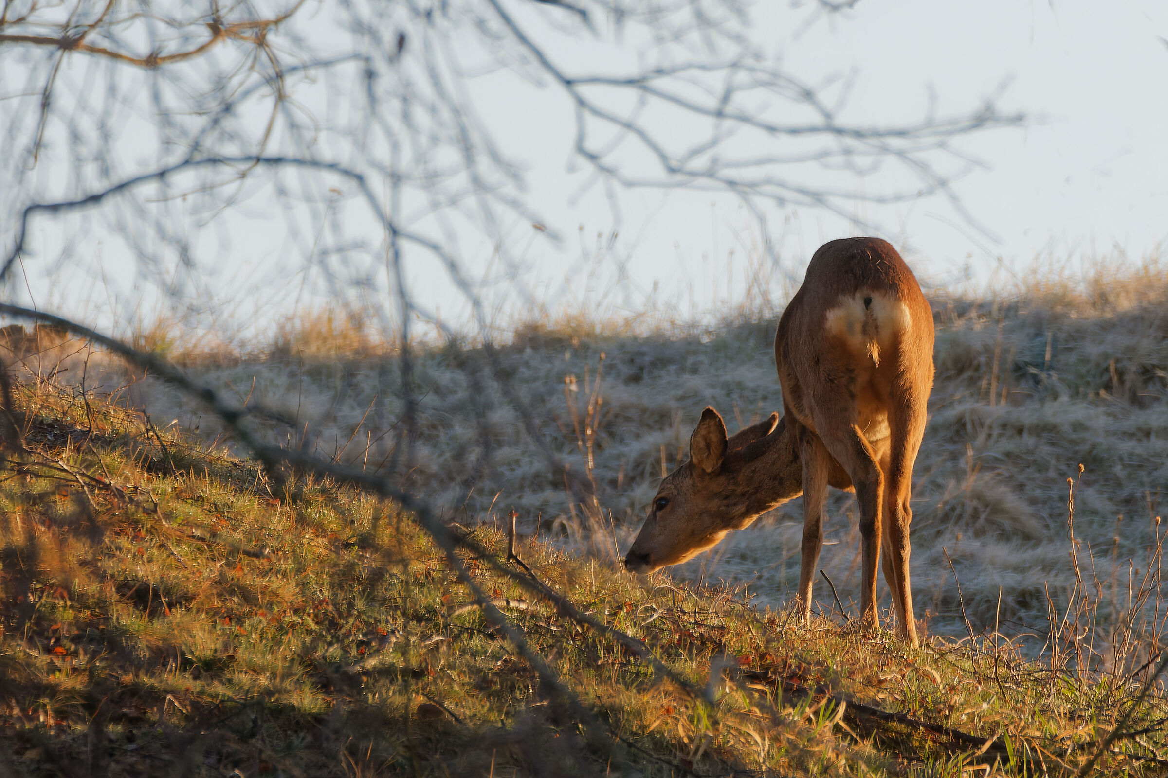 morning light