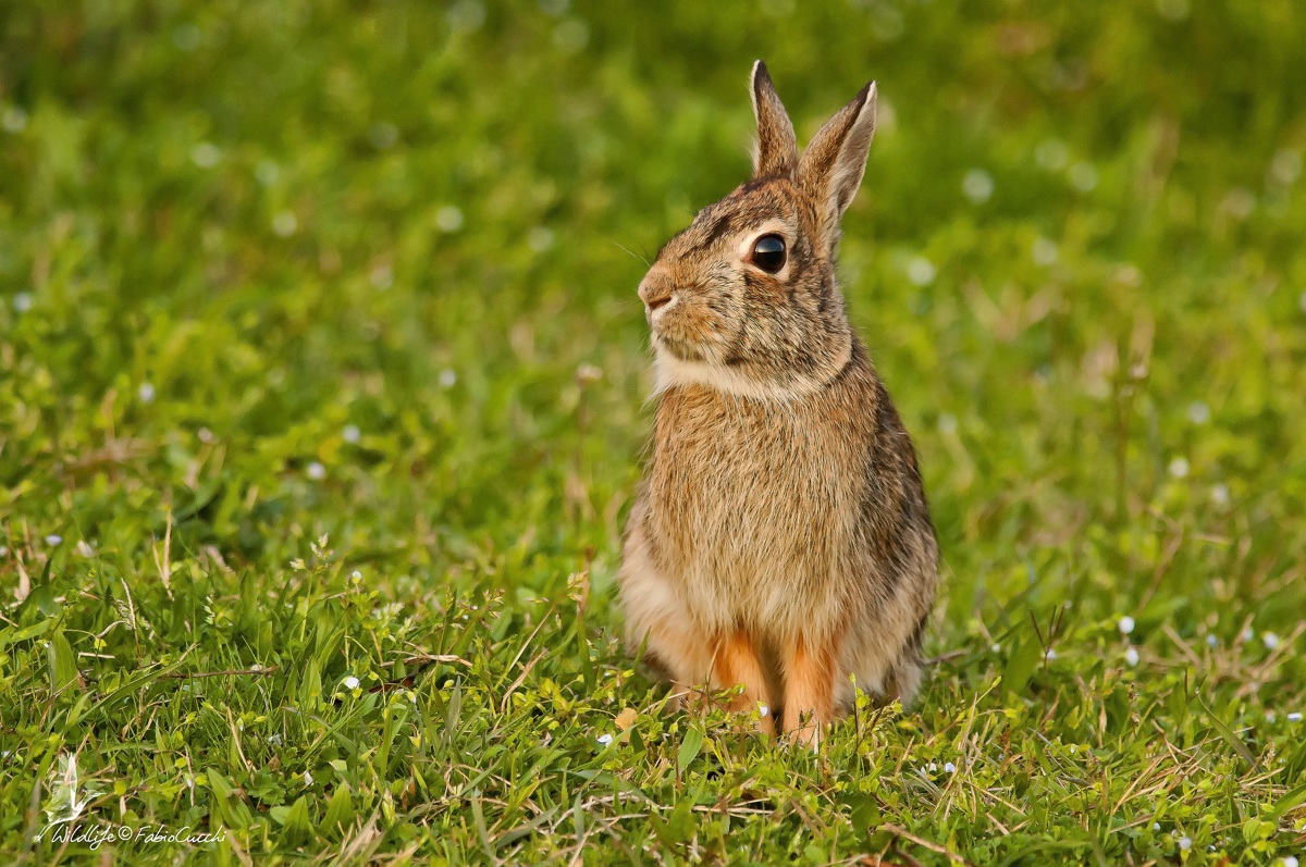 They are beautiful!!