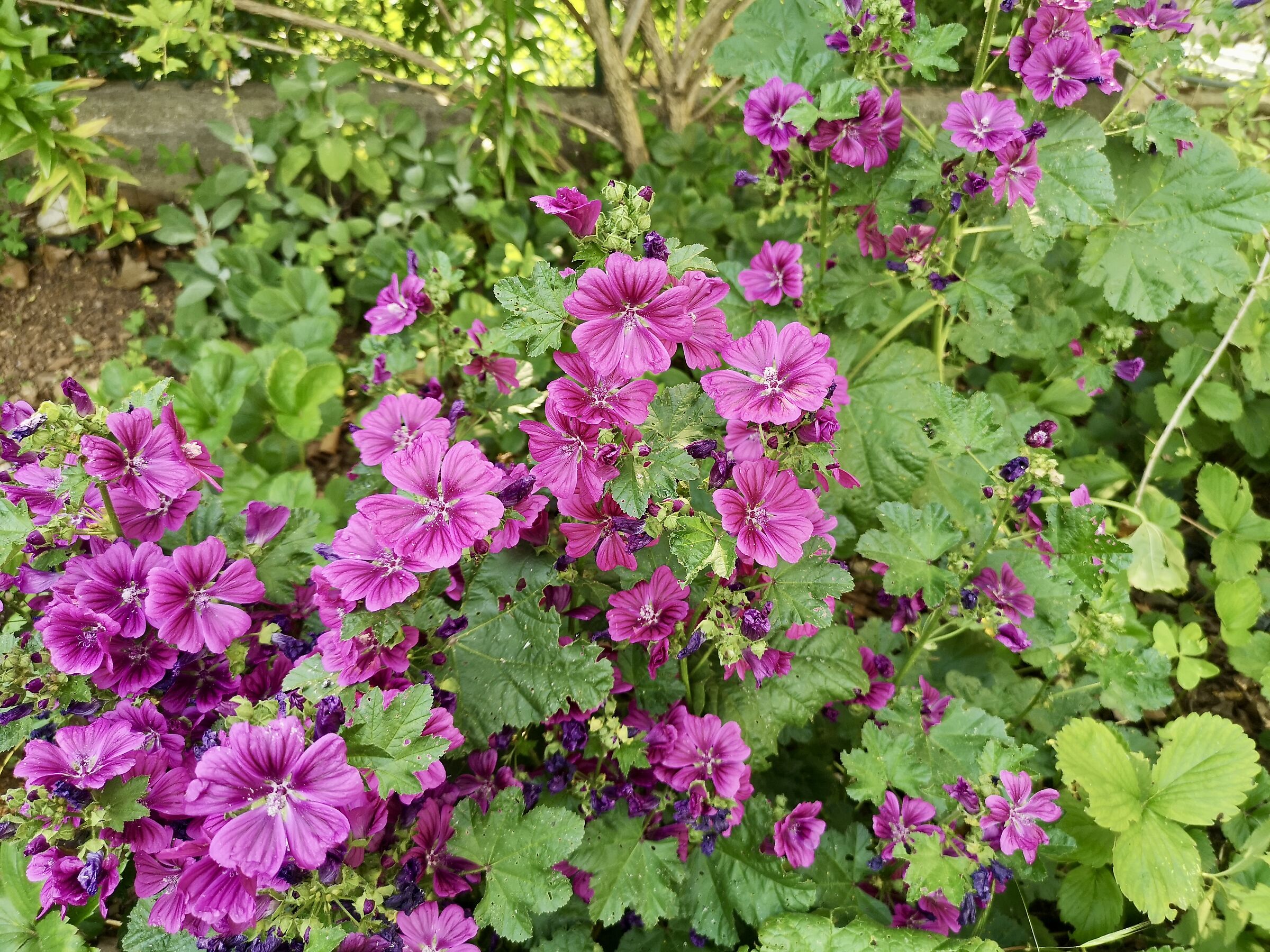 Malva Silvestris