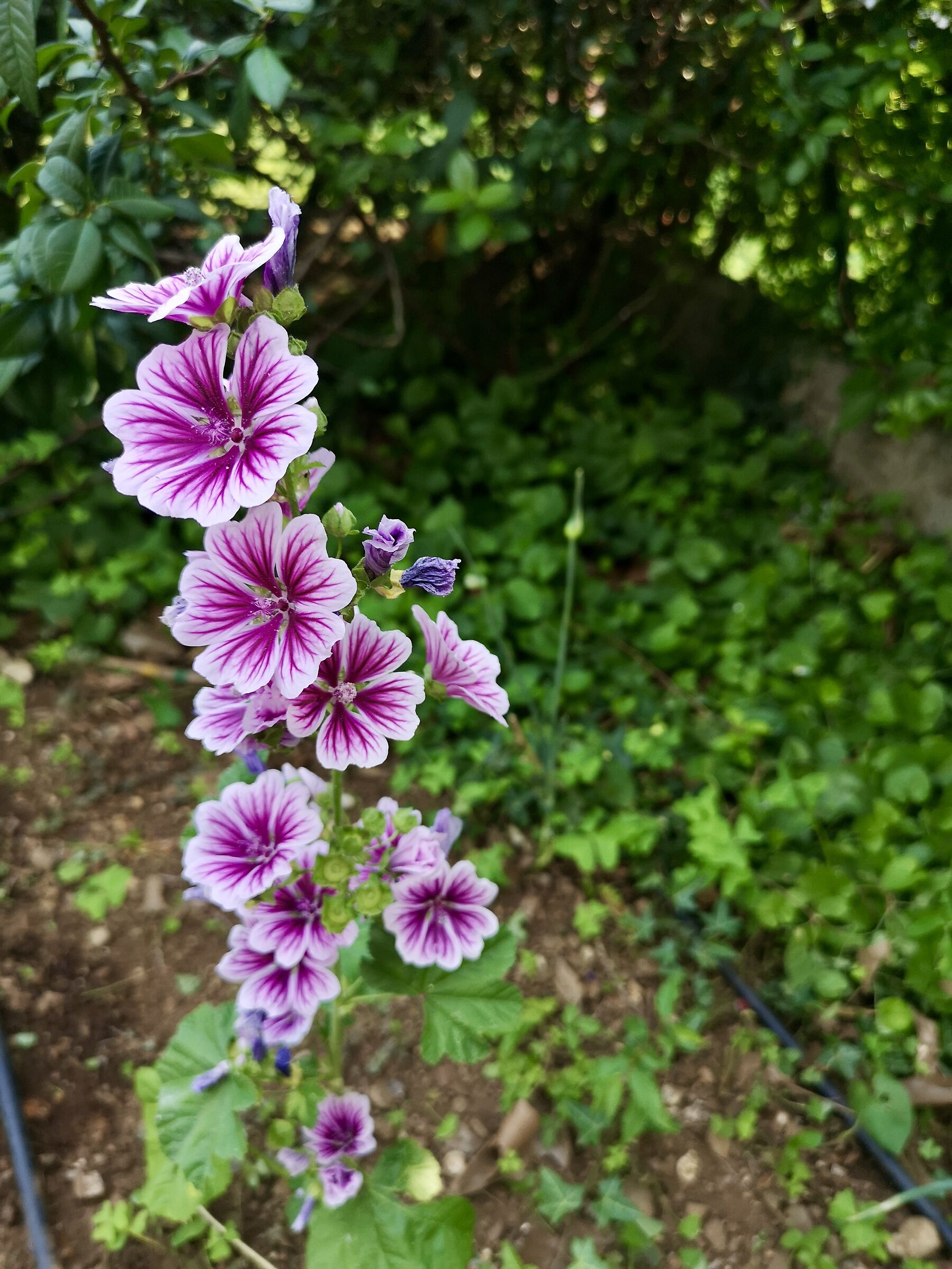 Malva Silvestris