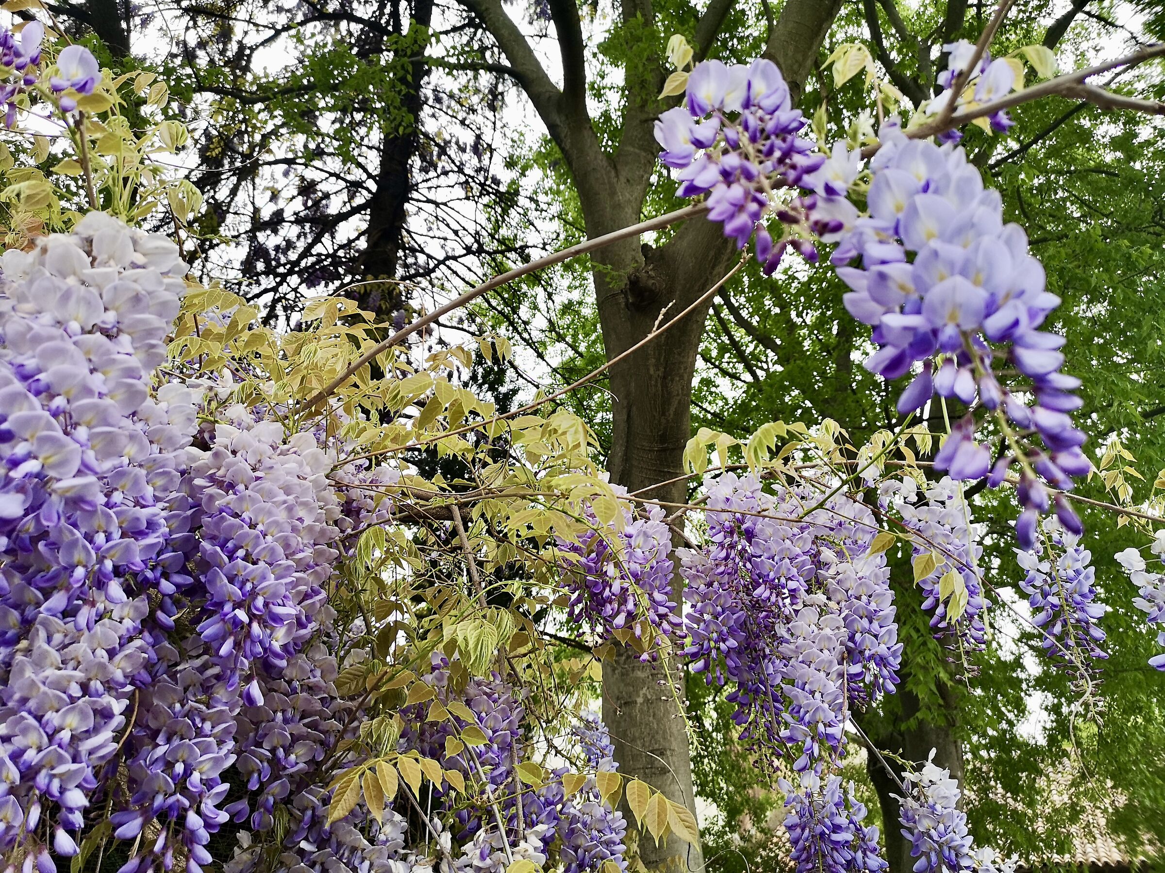wisteria