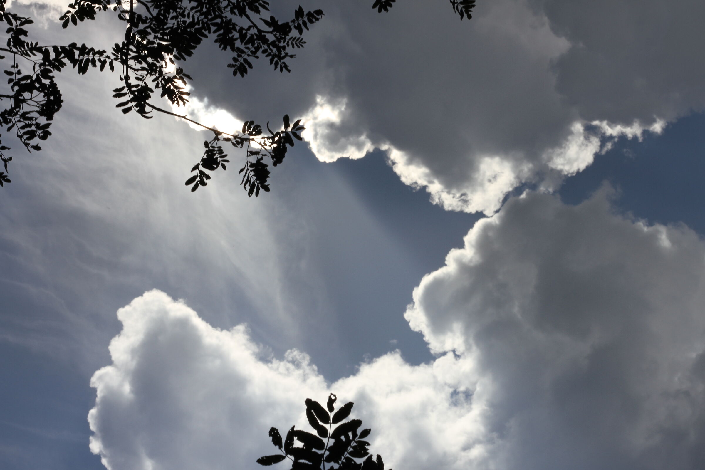 cielo