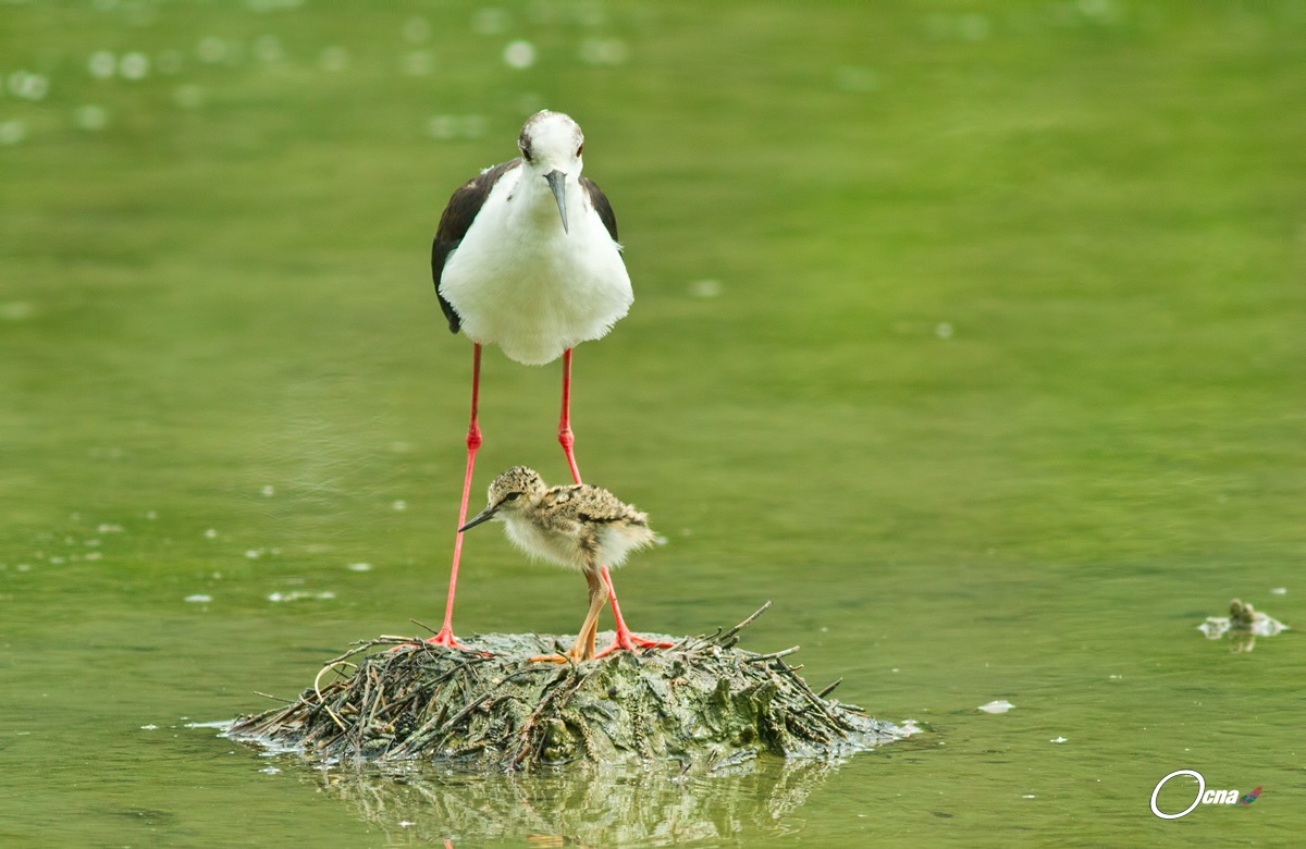 cavaliere con pullo e nido