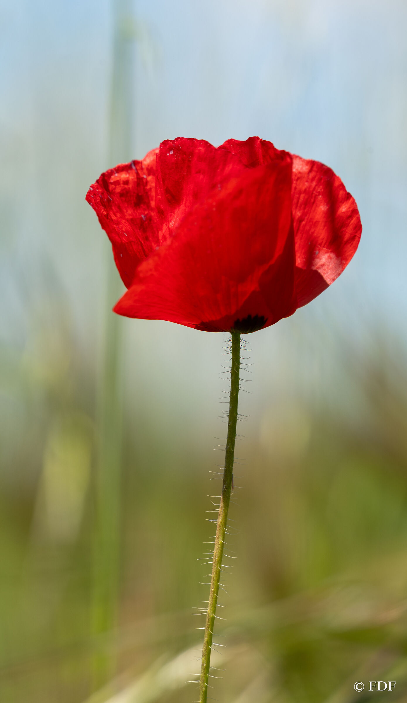 rosso