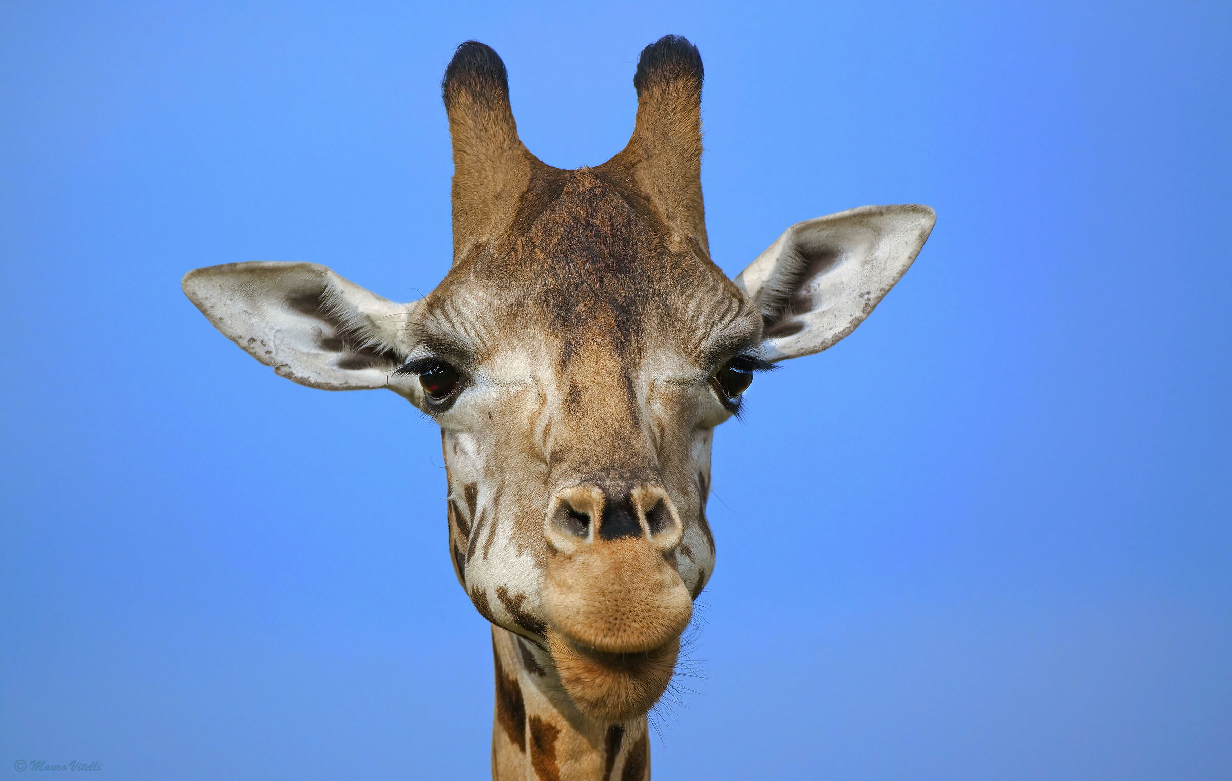 Giraffe Mburu nadional park (Uganda)