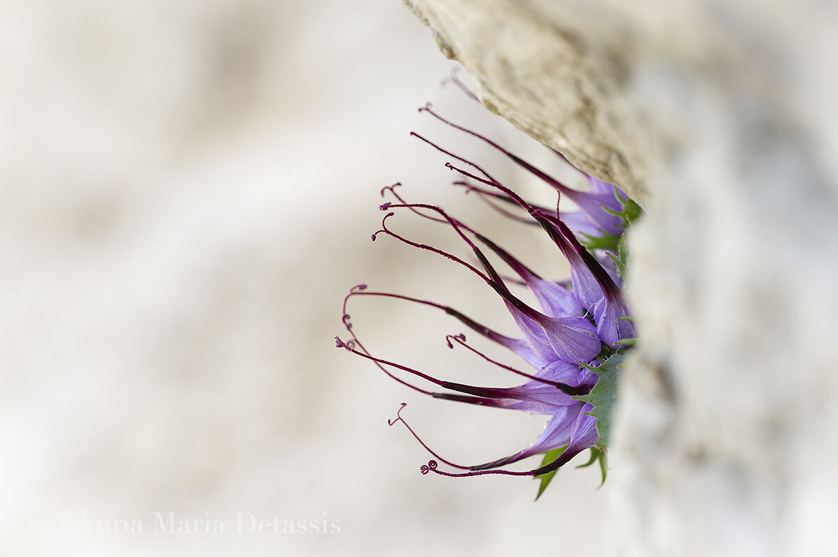 Raponzolo di roccia (Physoplexis comosa)